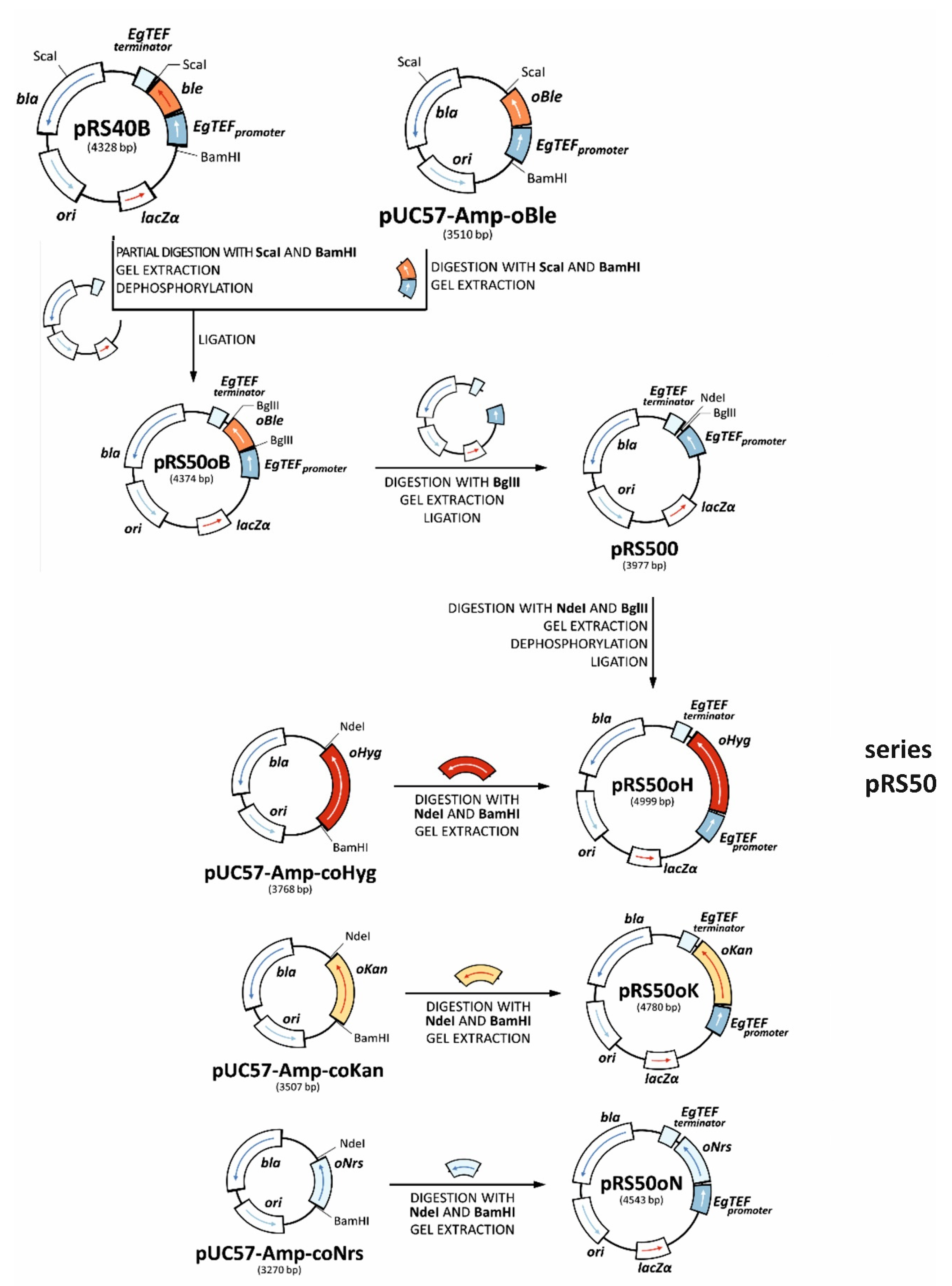 Jof 08 00531 g001 Jof 08 00531 g001