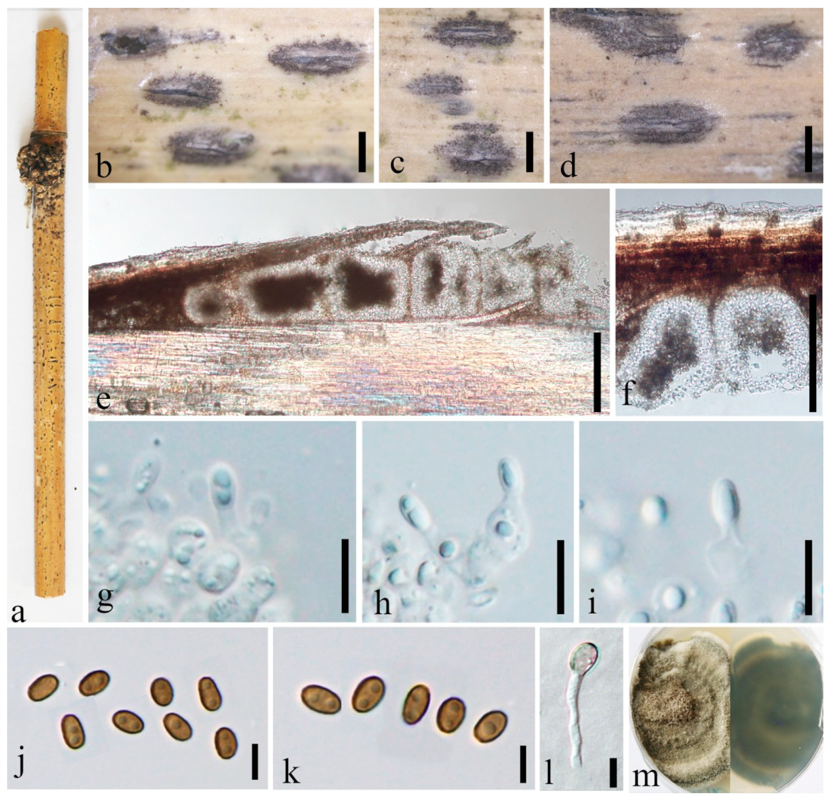 Jof 08 00532 g005 550