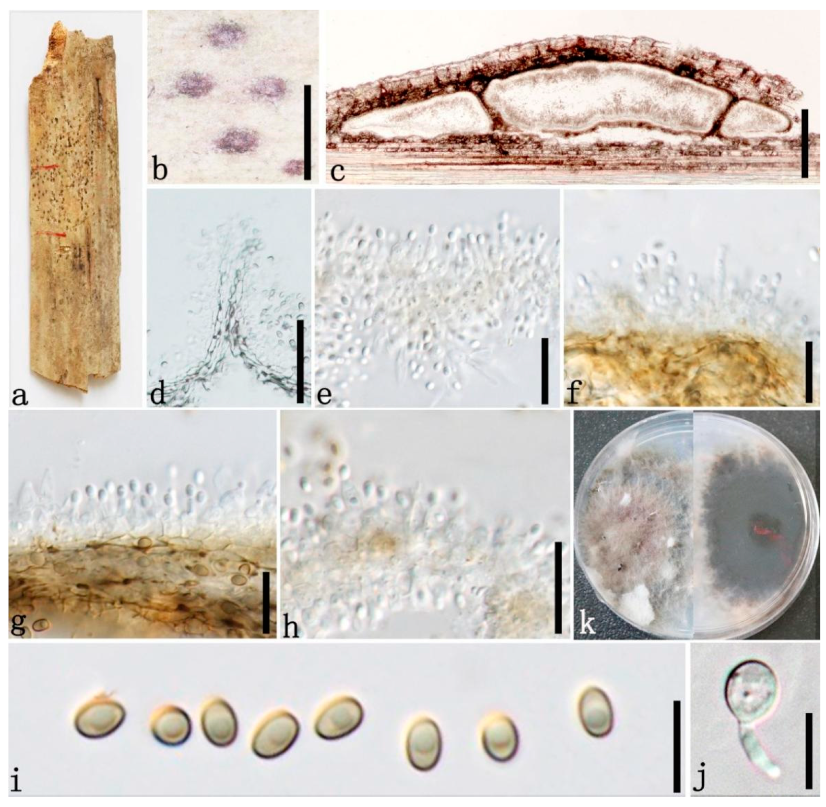 Jof 08 00532 g008 550