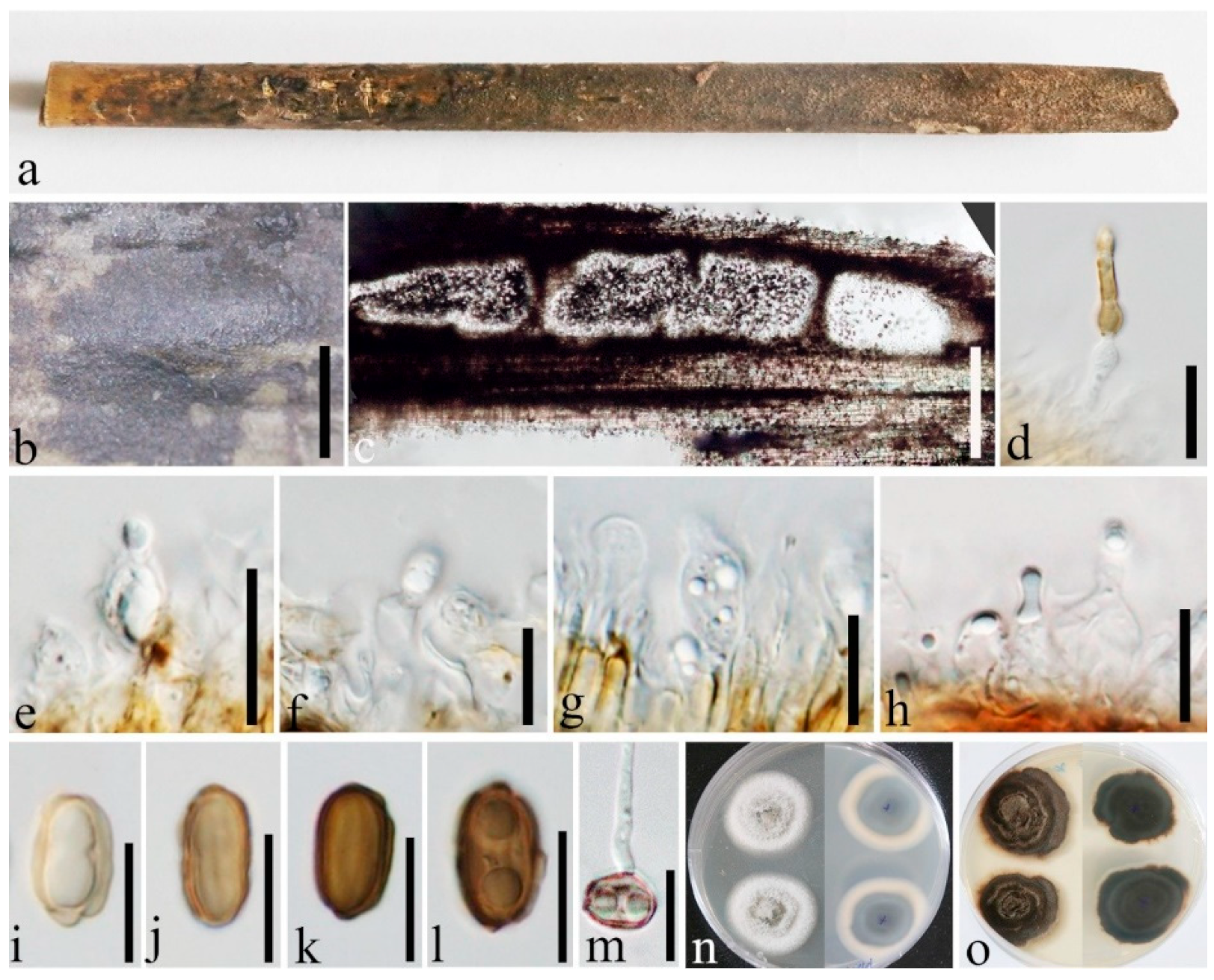 Jof 08 00532 g011 550