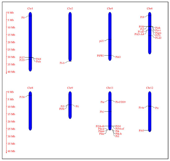 Understanding the Dynamics of Blast Resistance in Rice