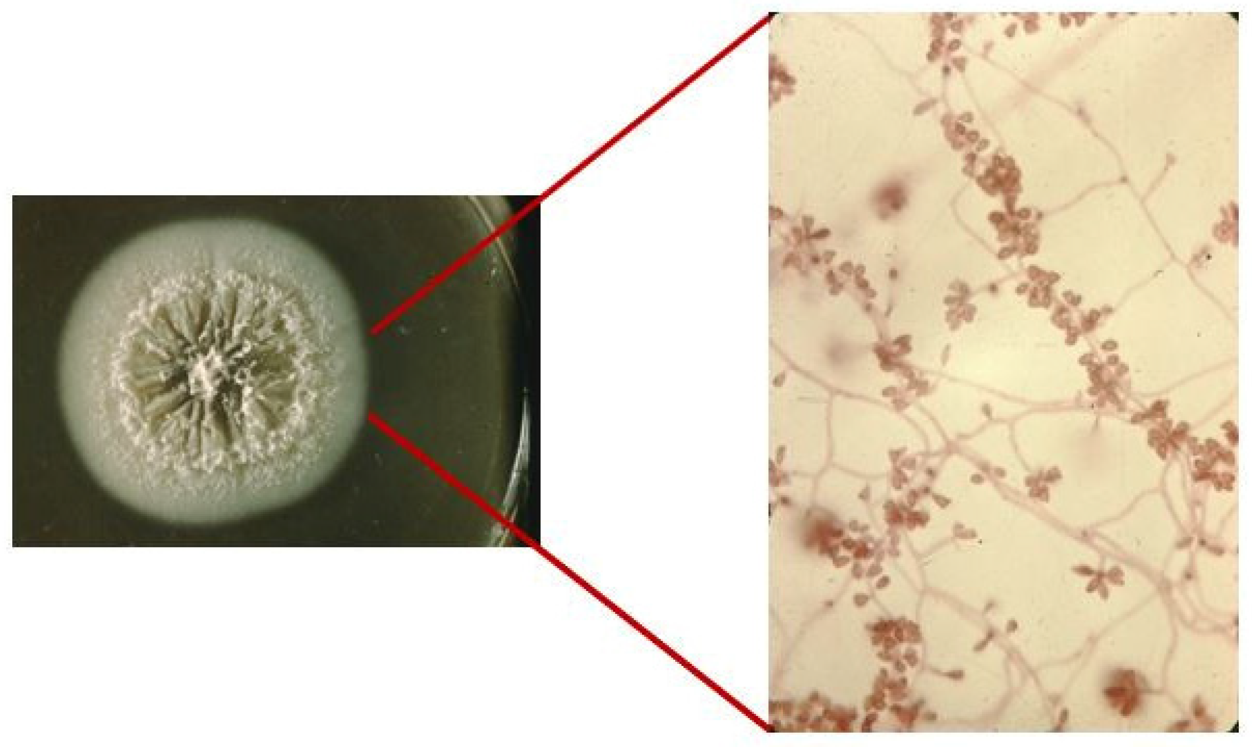 Jof 08 00588 g001 Jof 08 00588 g001