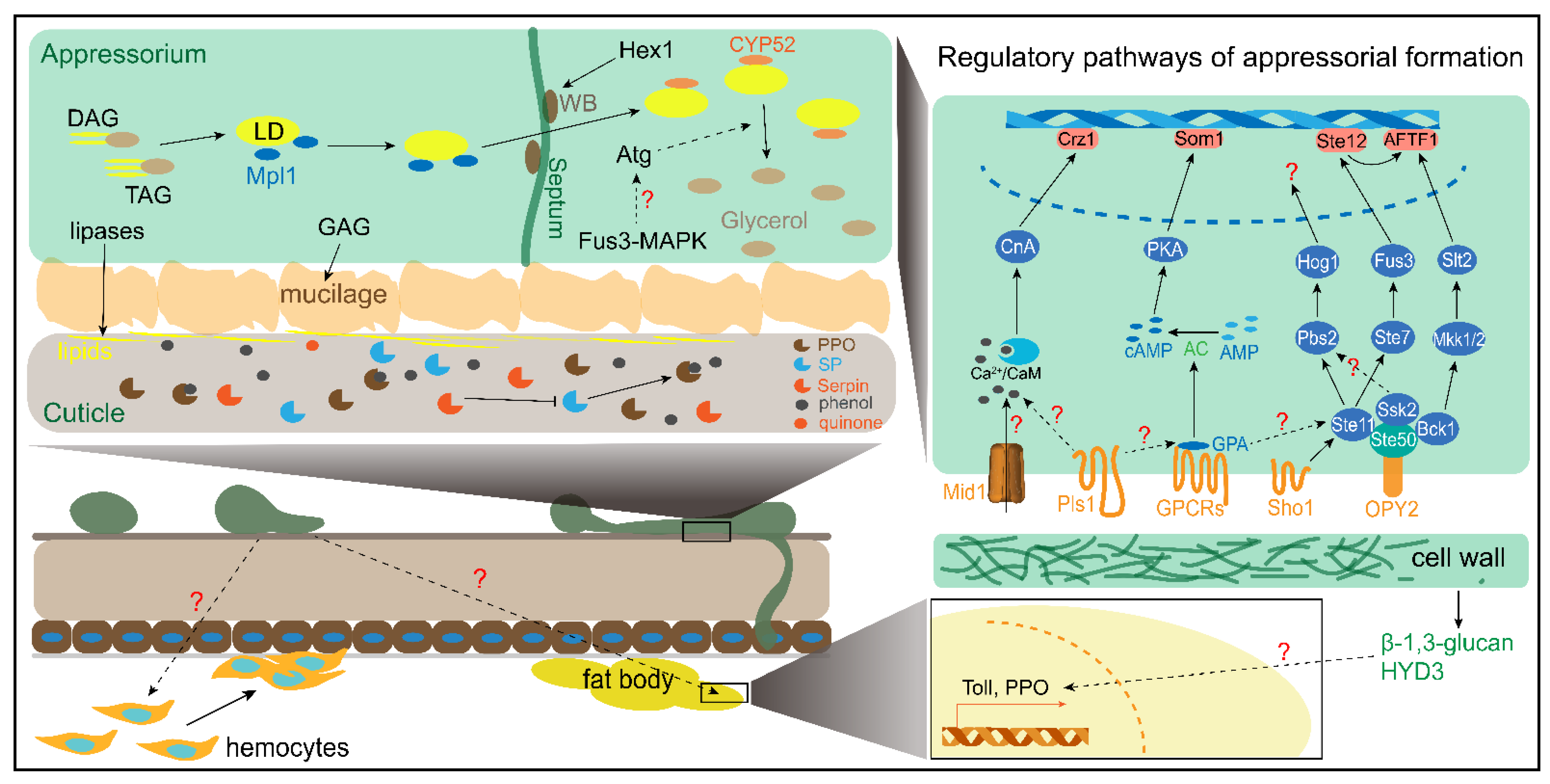 Jof 08 00602 g002 Jof 08 00602 g002