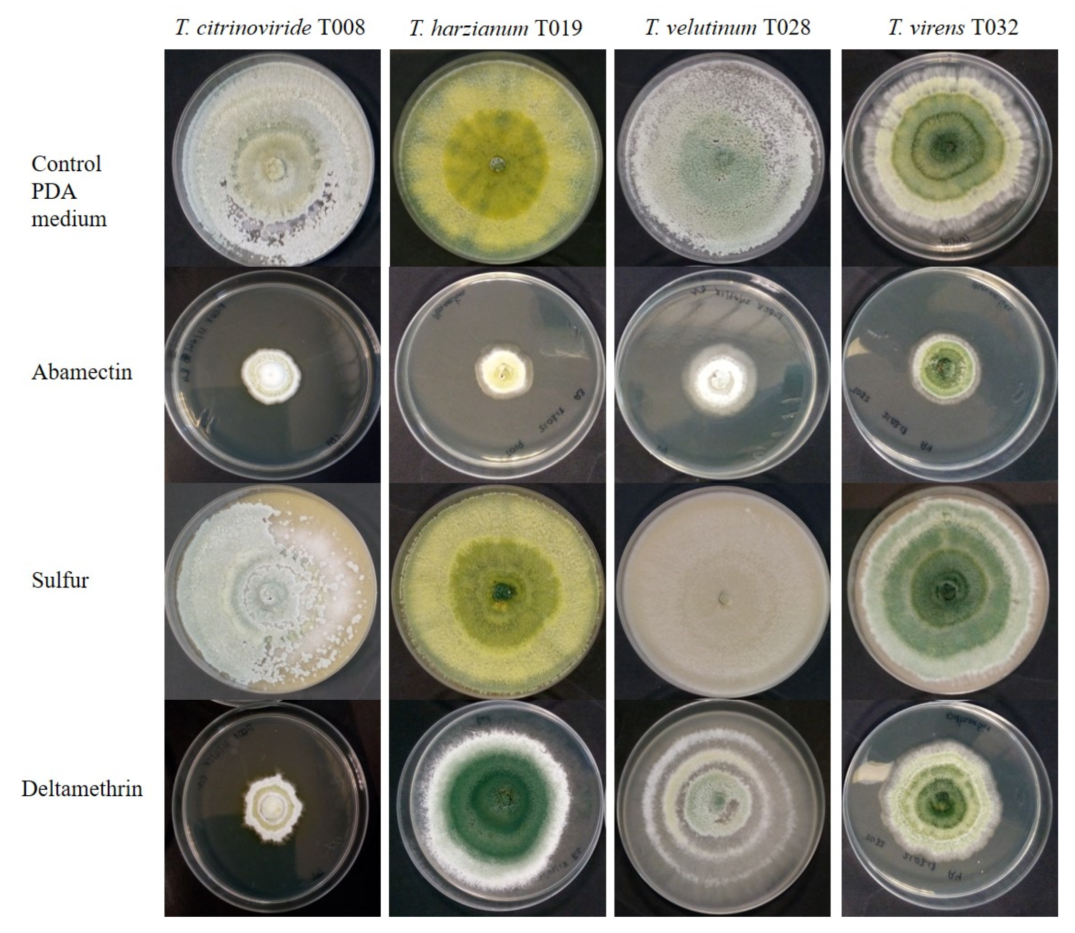 Jof 08 00603 g003 Jof 08 00603 g003