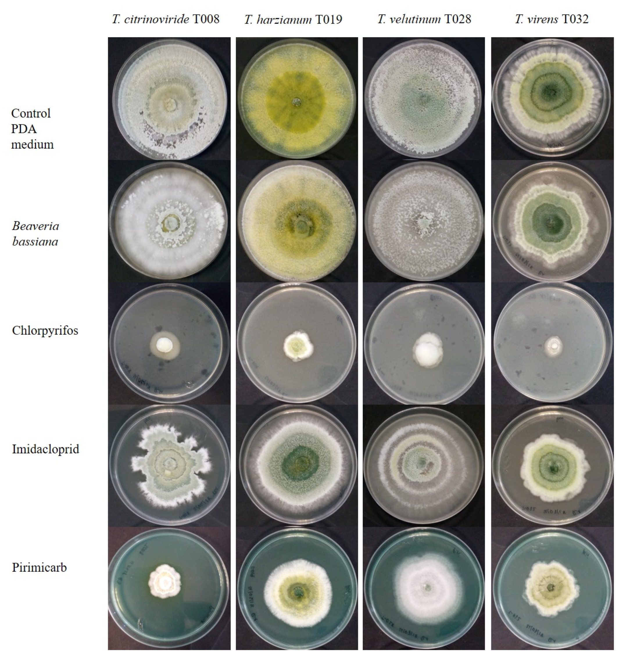 Jof 08 00603 g005 Jof 08 00603 g005