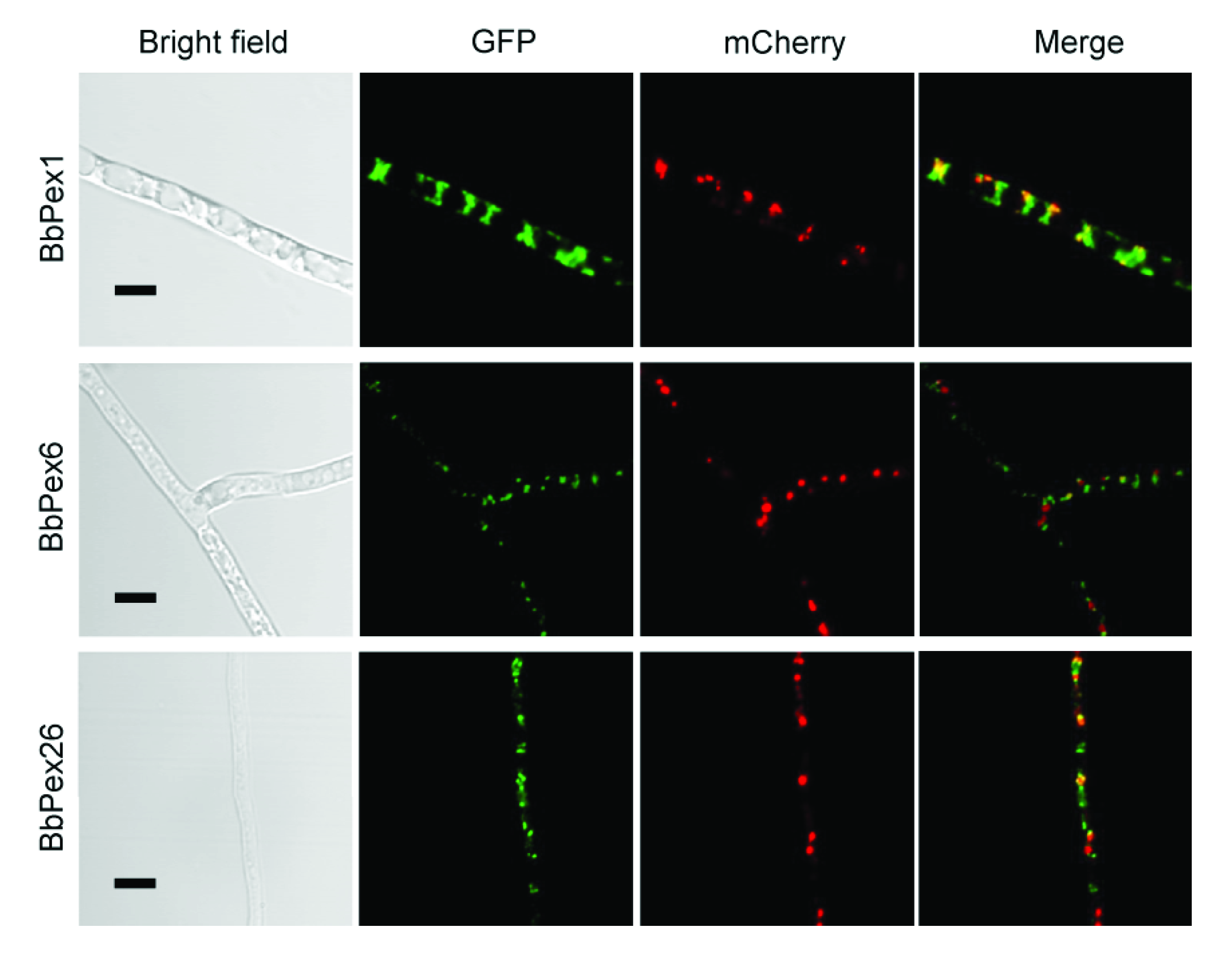 Jof 08 00622 g001 Jof 08 00622 g001