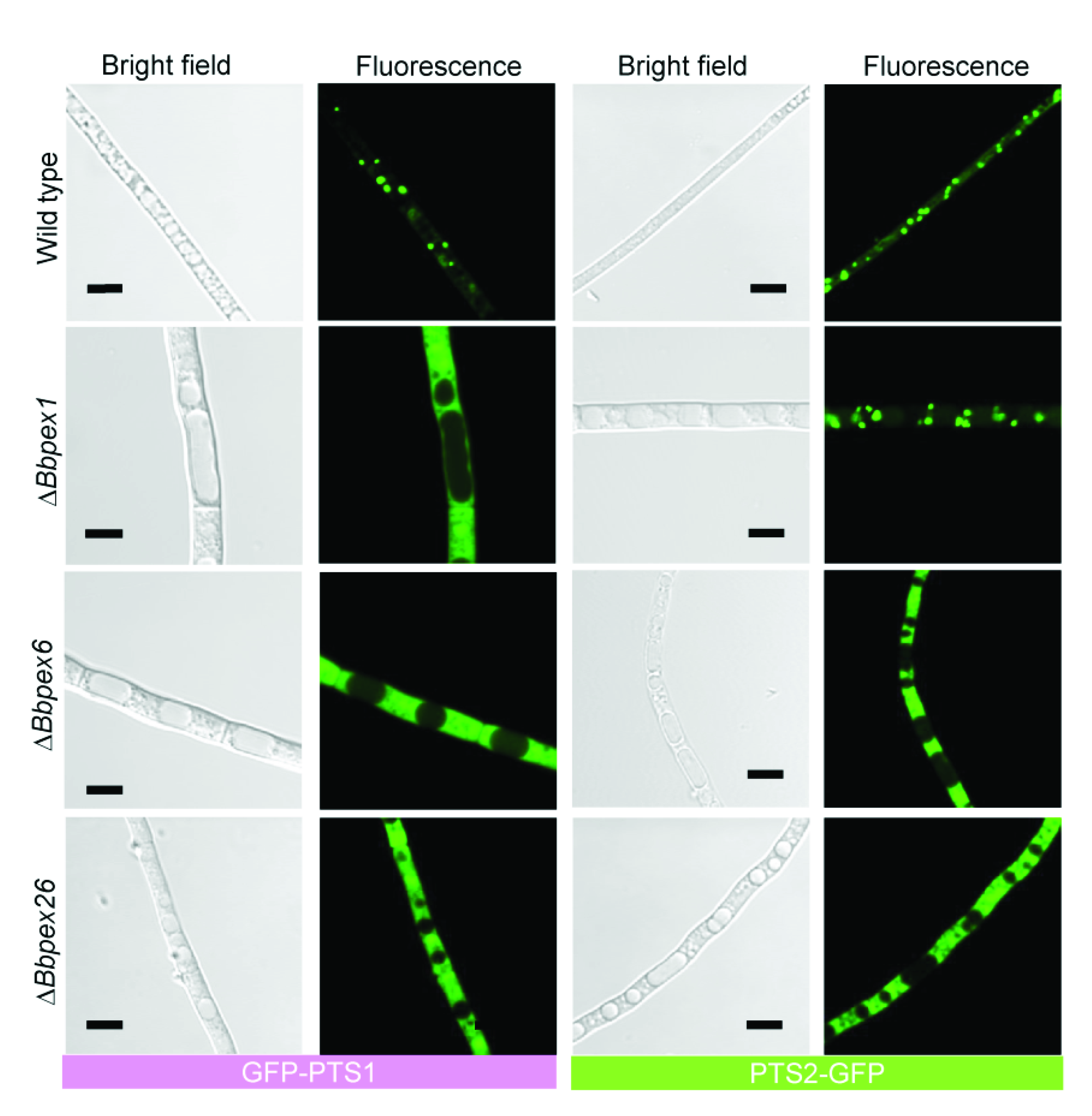 Jof 08 00622 g002 Jof 08 00622 g002