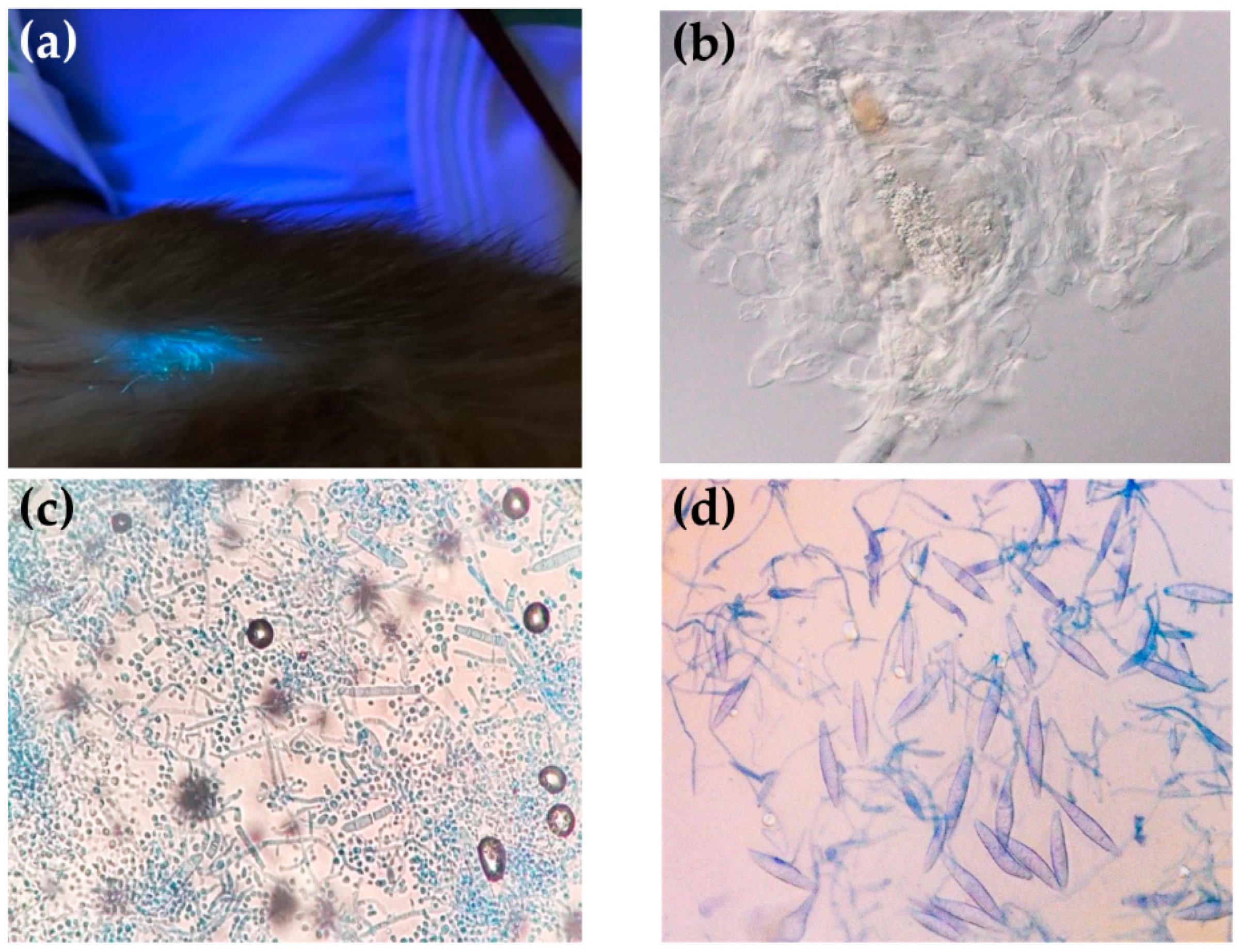 Jof 08 00627 g002 Jof 08 00627 g002