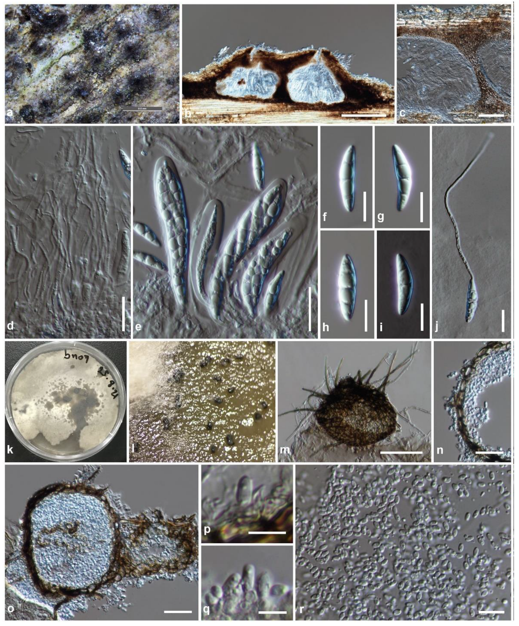 Bambusicolous Fungi in Pleosporales: Introducing Four Novel