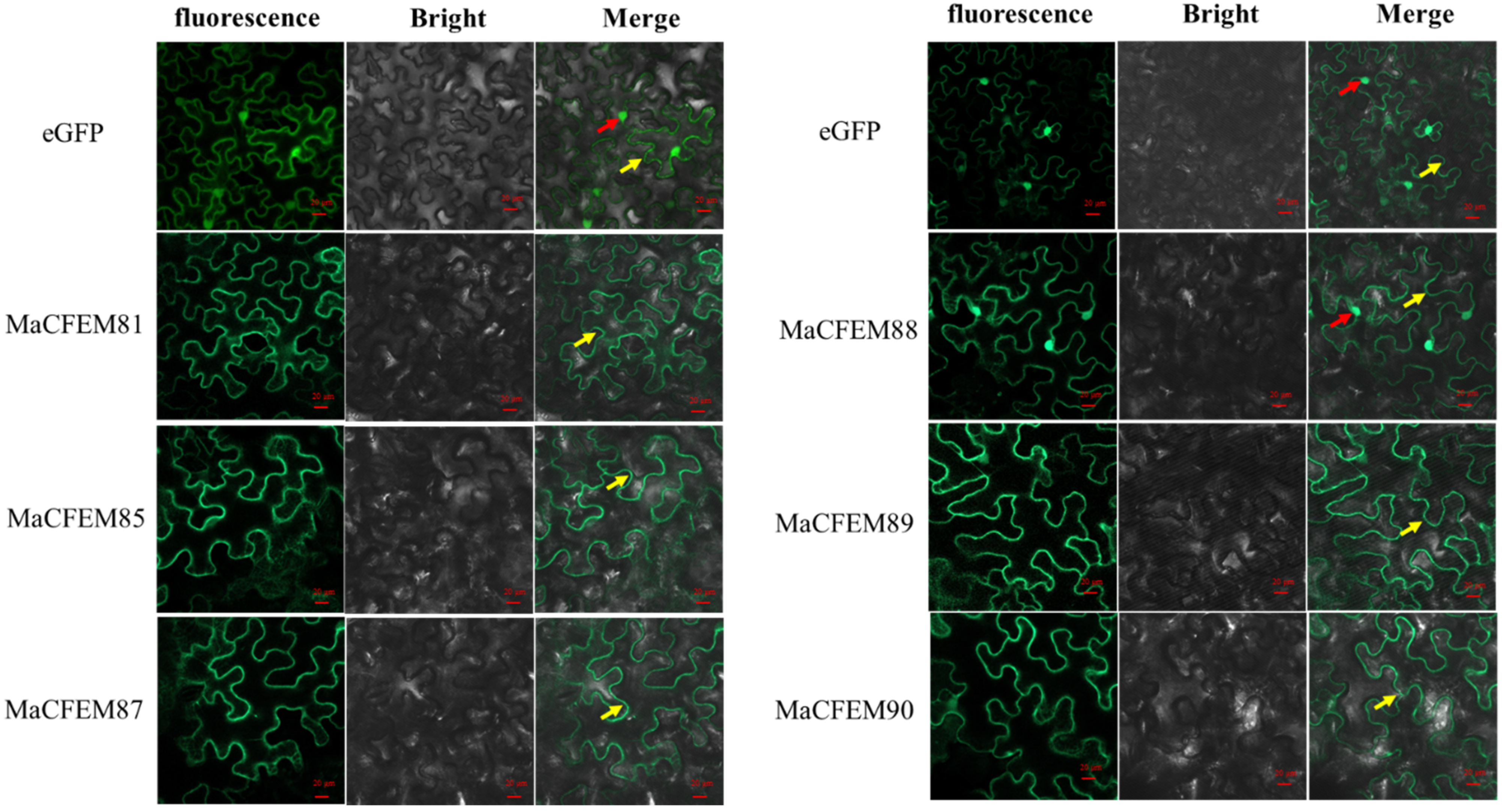 Jof 08 00661 g005 550