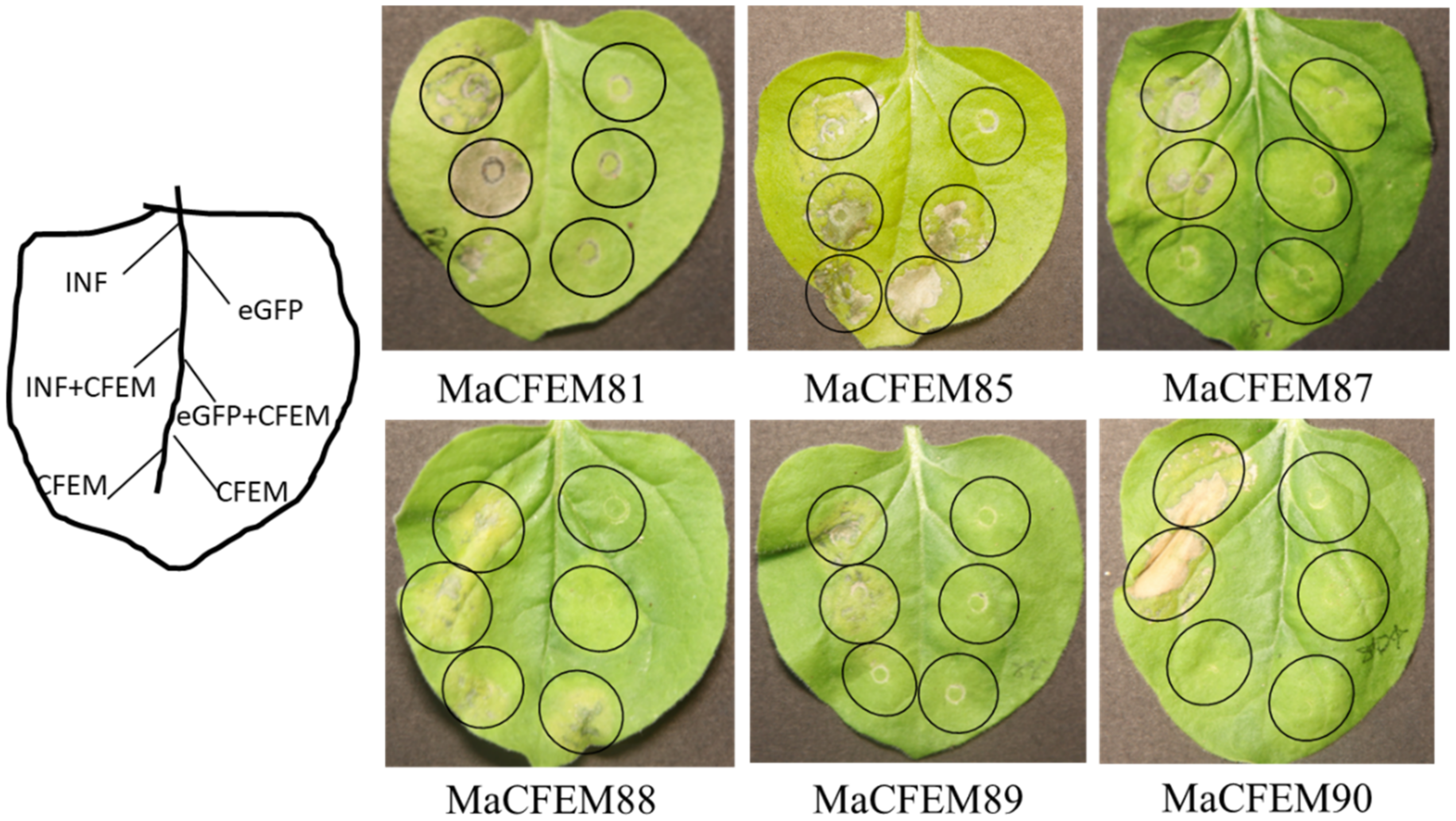 Jof 08 00661 g008 550