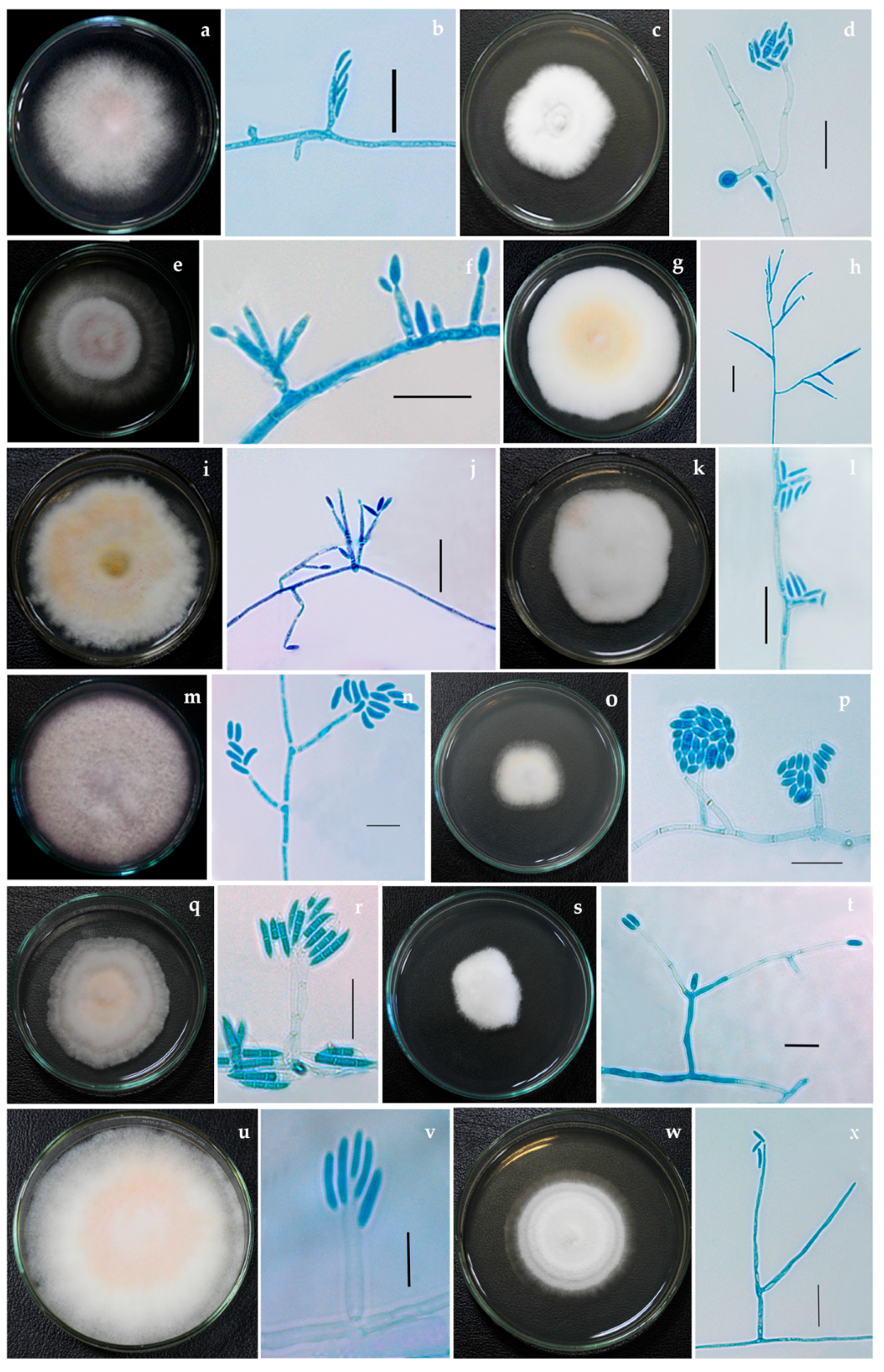 Jof 08 00662 g001 Jof 08 00662 g001