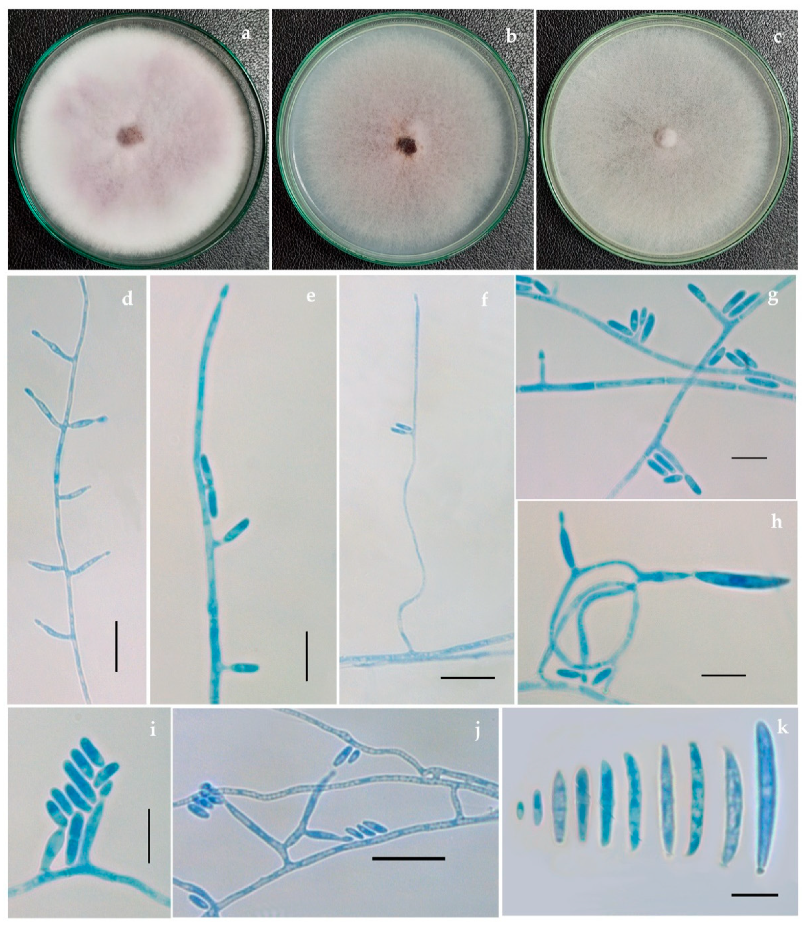 Jof 08 00662 g002 Jof 08 00662 g002
