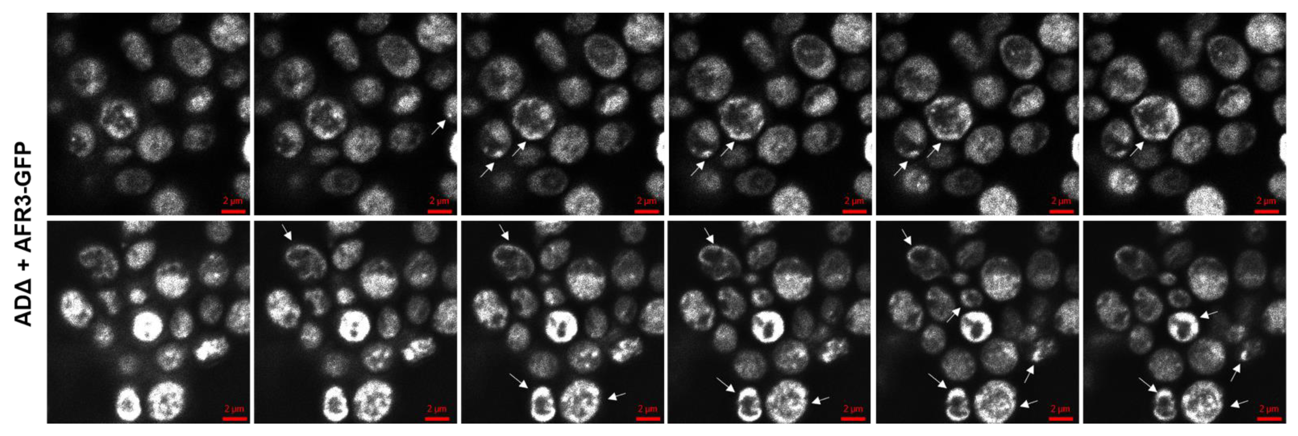 Jof 08 00677 g004 Jof 08 00677 g004