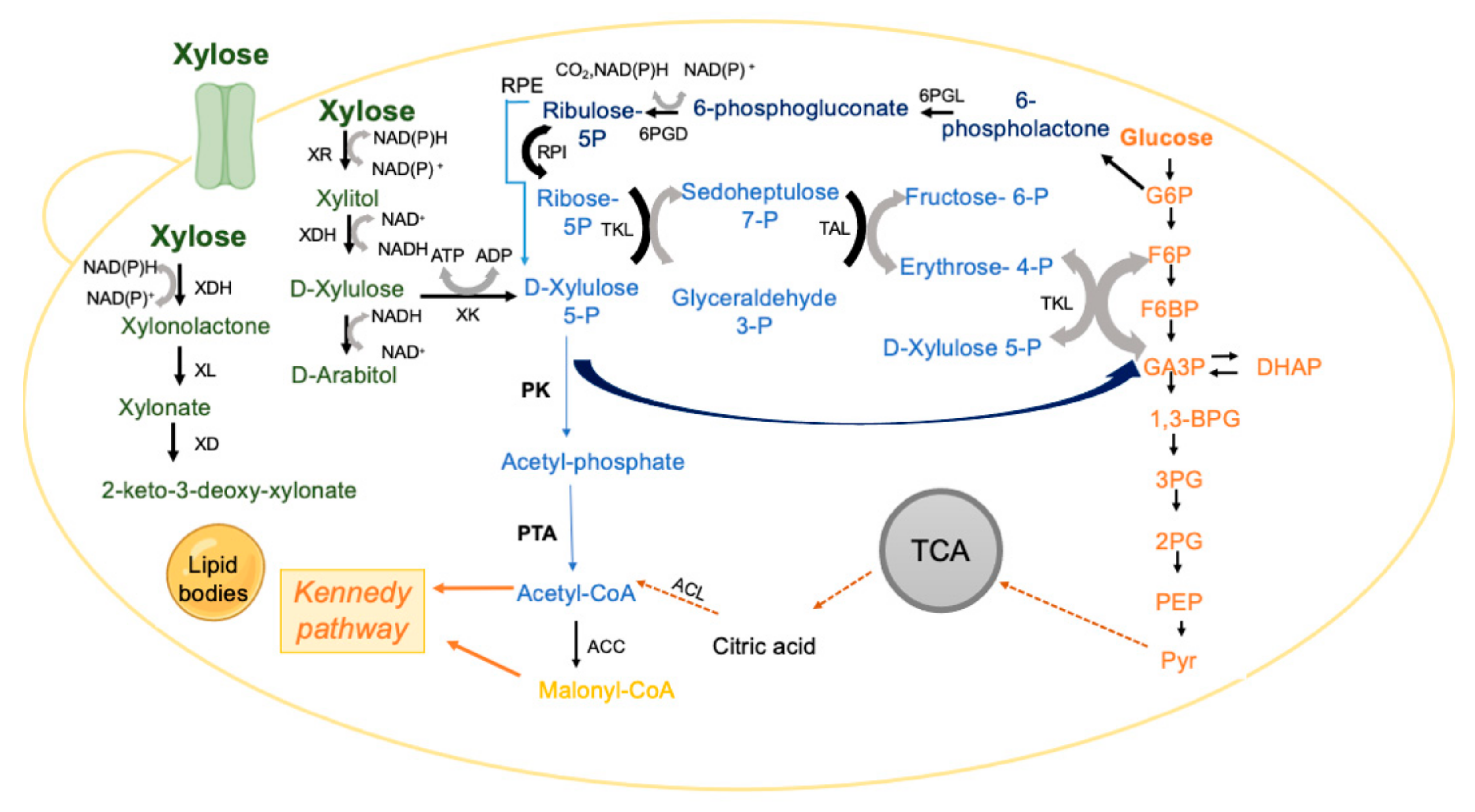 Jof 08 00687 g003 Jof 08 00687 g003