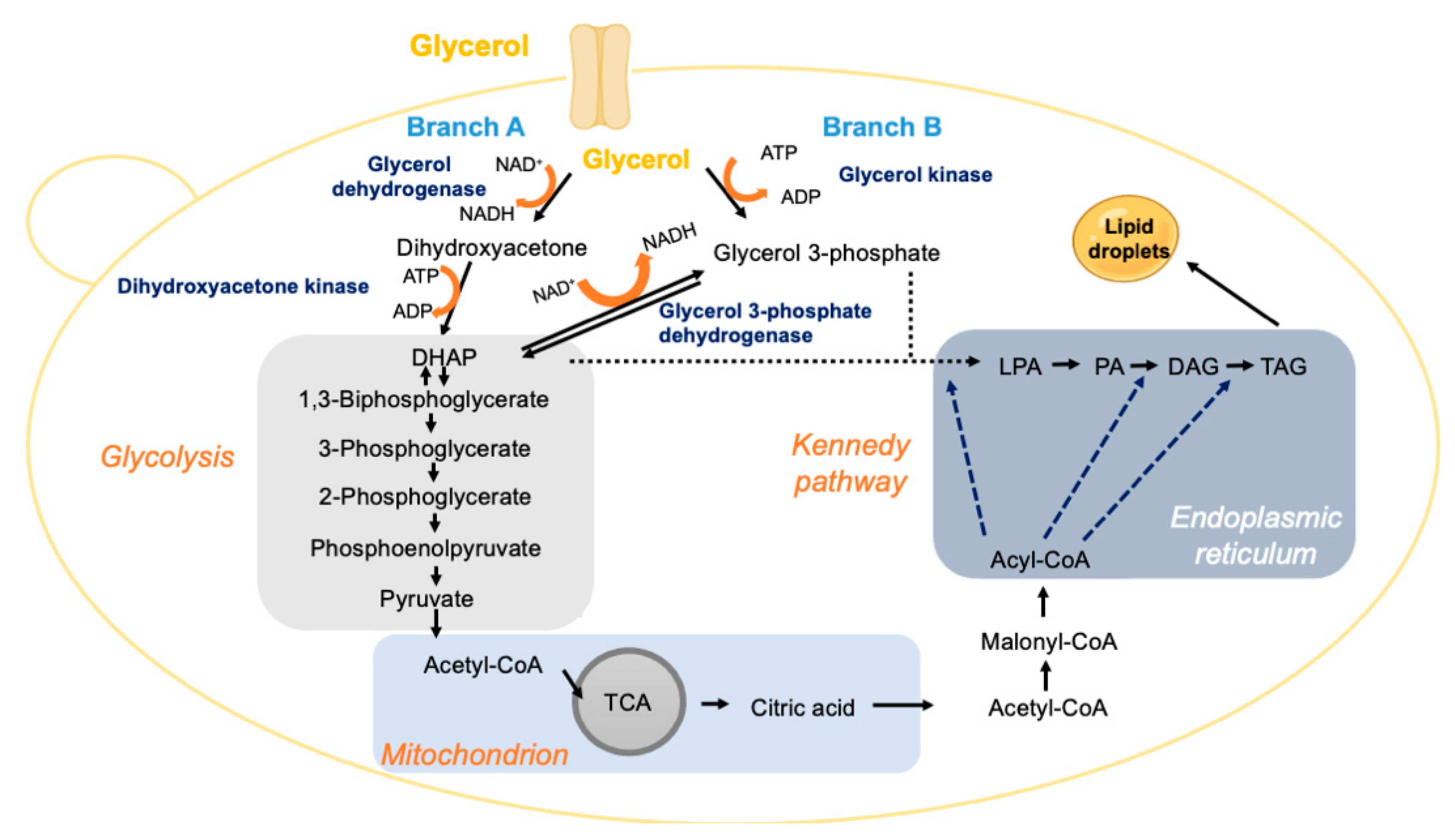 Jof 08 00687 g004 Jof 08 00687 g004