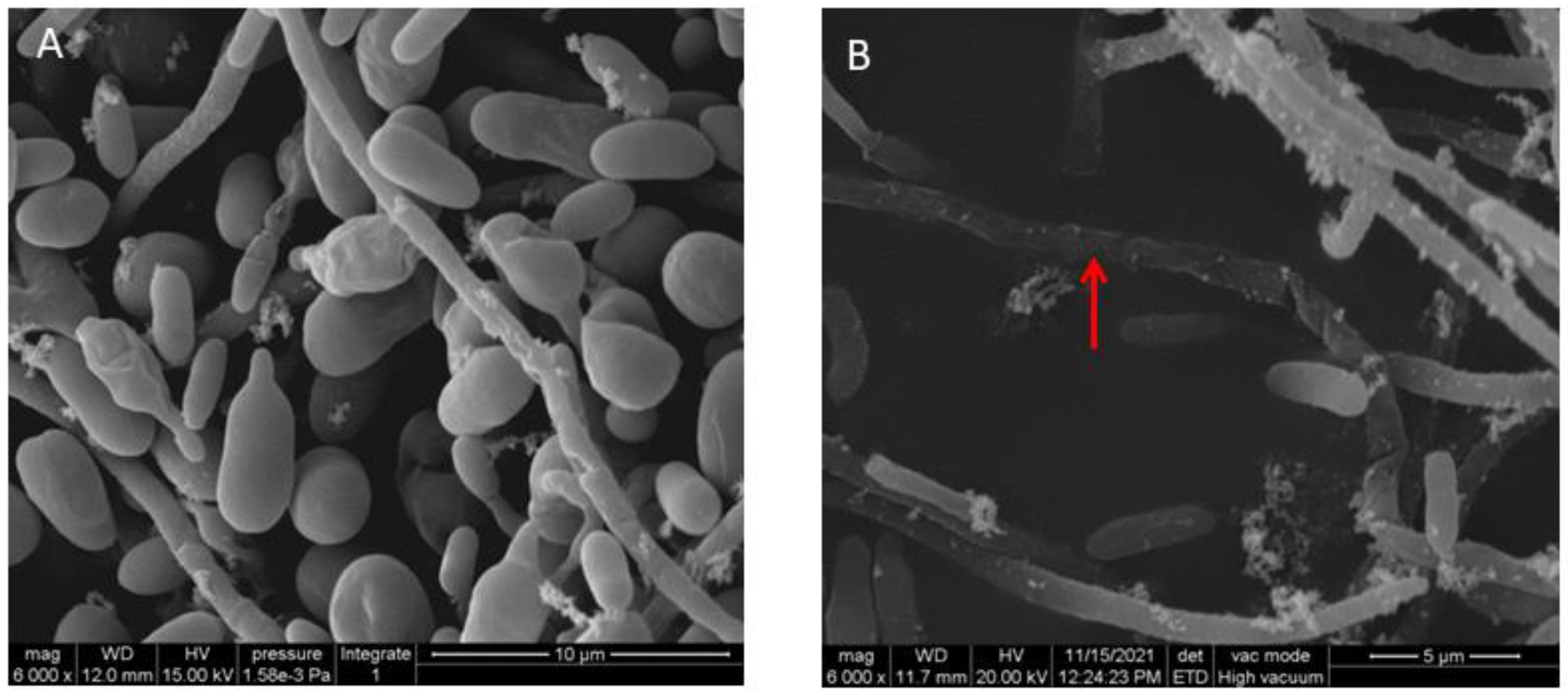 Jof 08 00697 g002 550