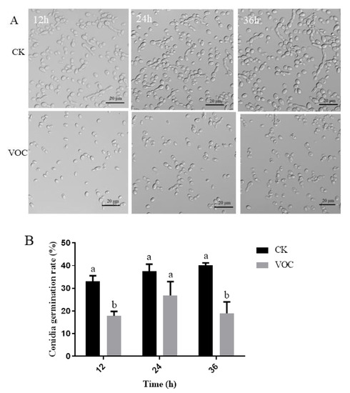オーダー Effects of Volatile Organic Compounds Produced by