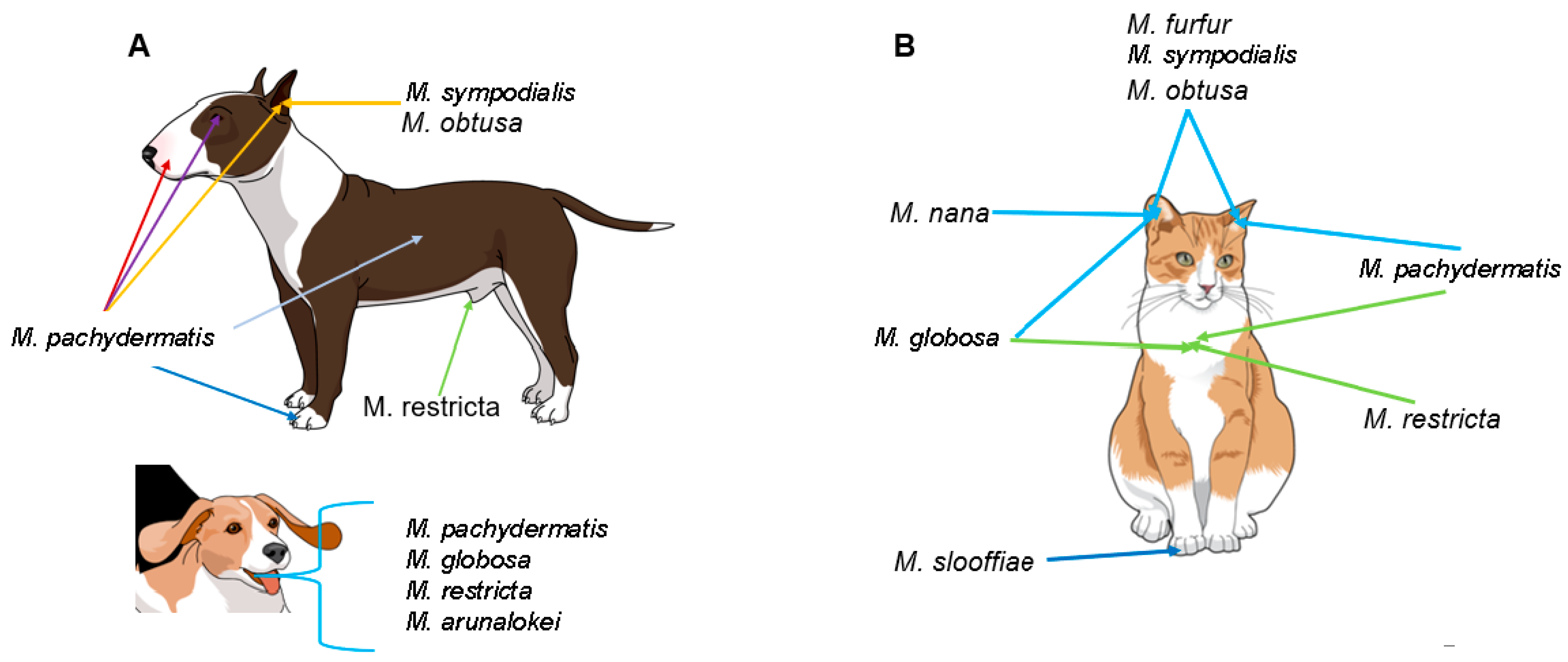 can humans catch malassezia from dogs