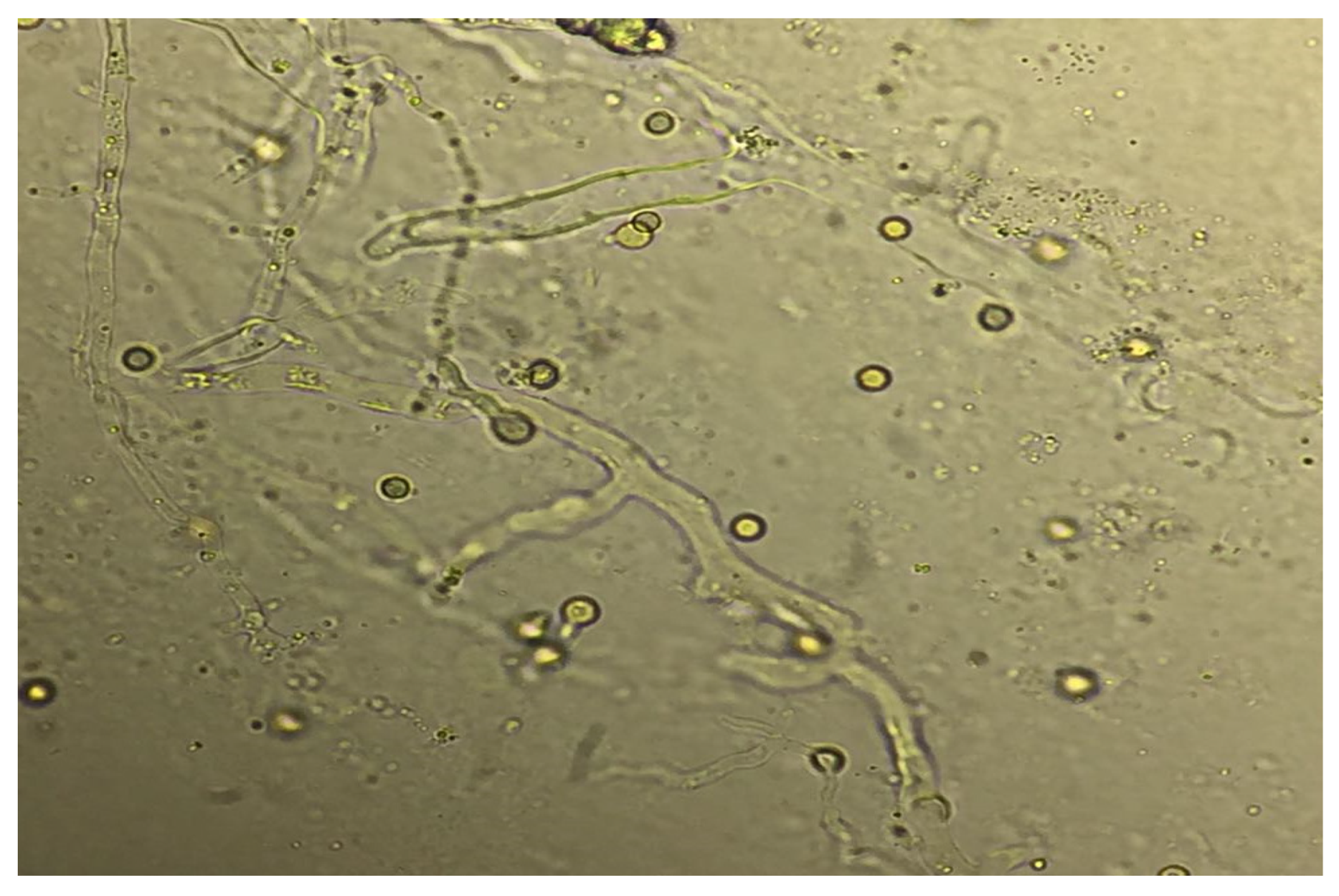 Jof 08 00711 g005 550