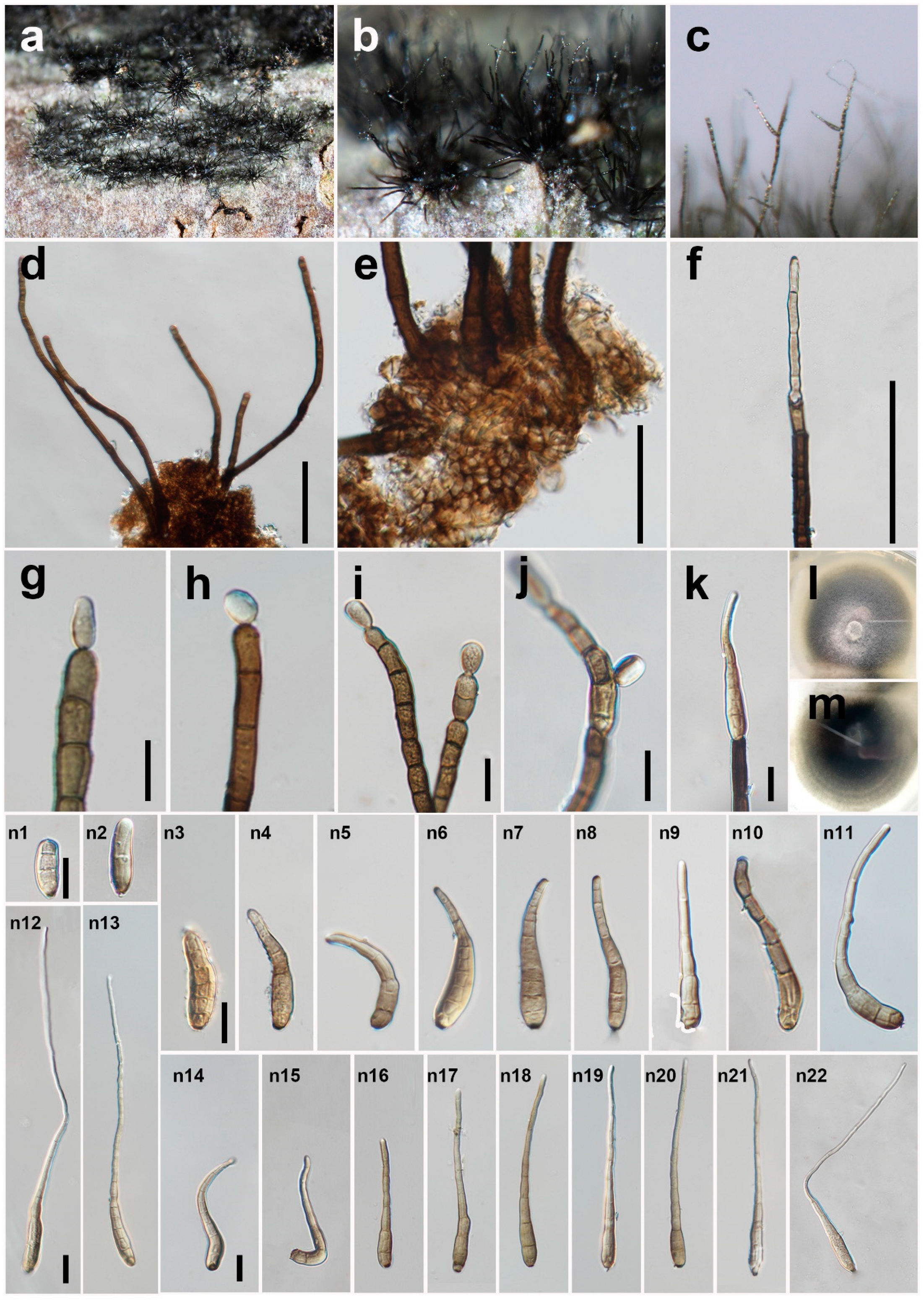 Jof 08 00712 g002 550