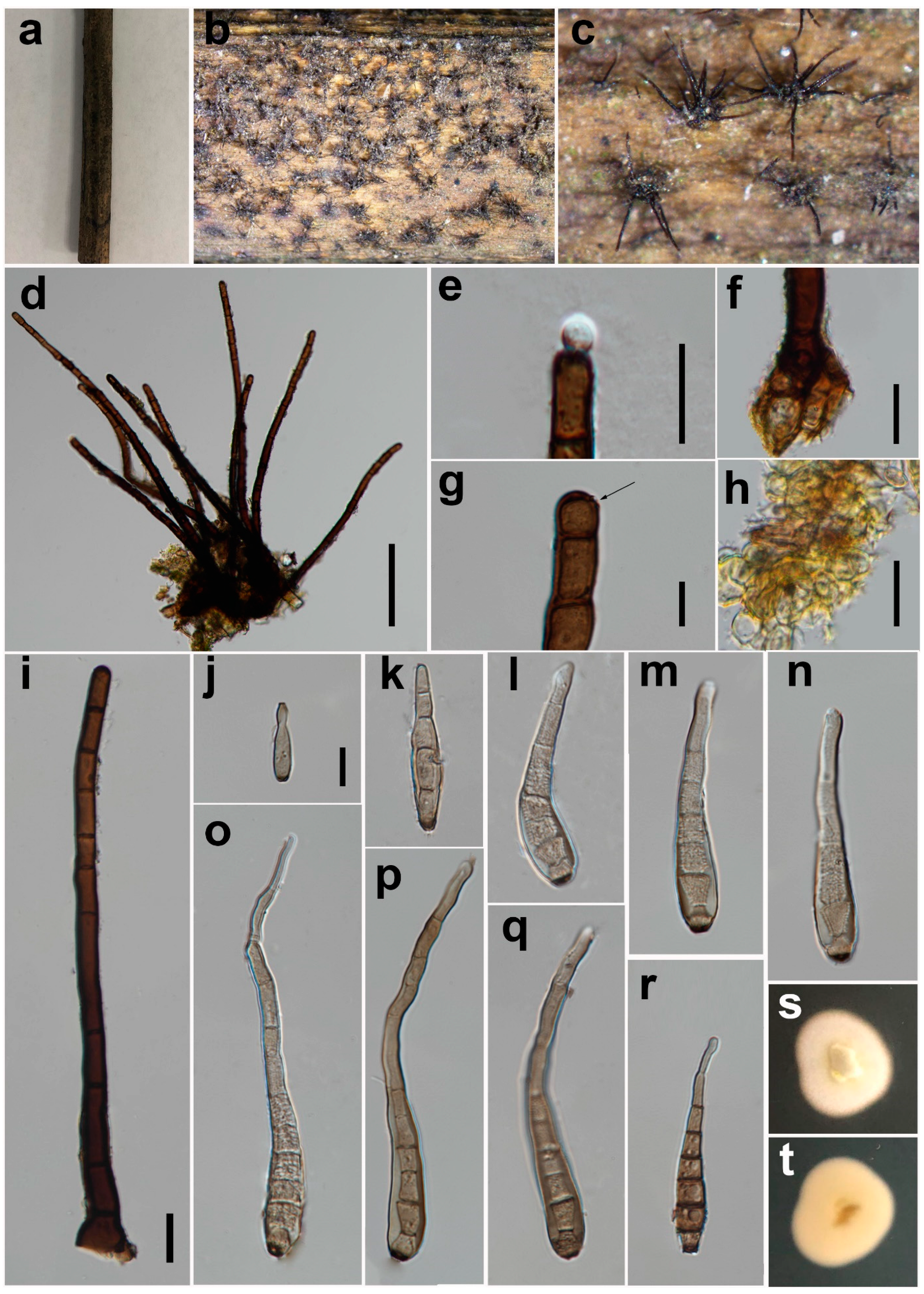 Jof 08 00712 g003 550