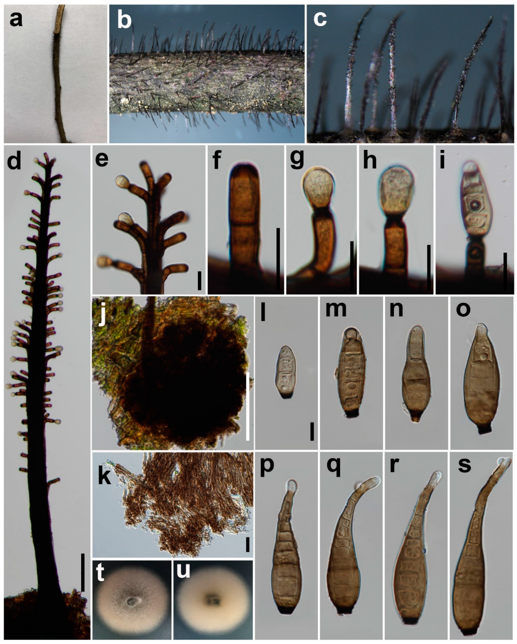 Jof 08 00712 g006 550