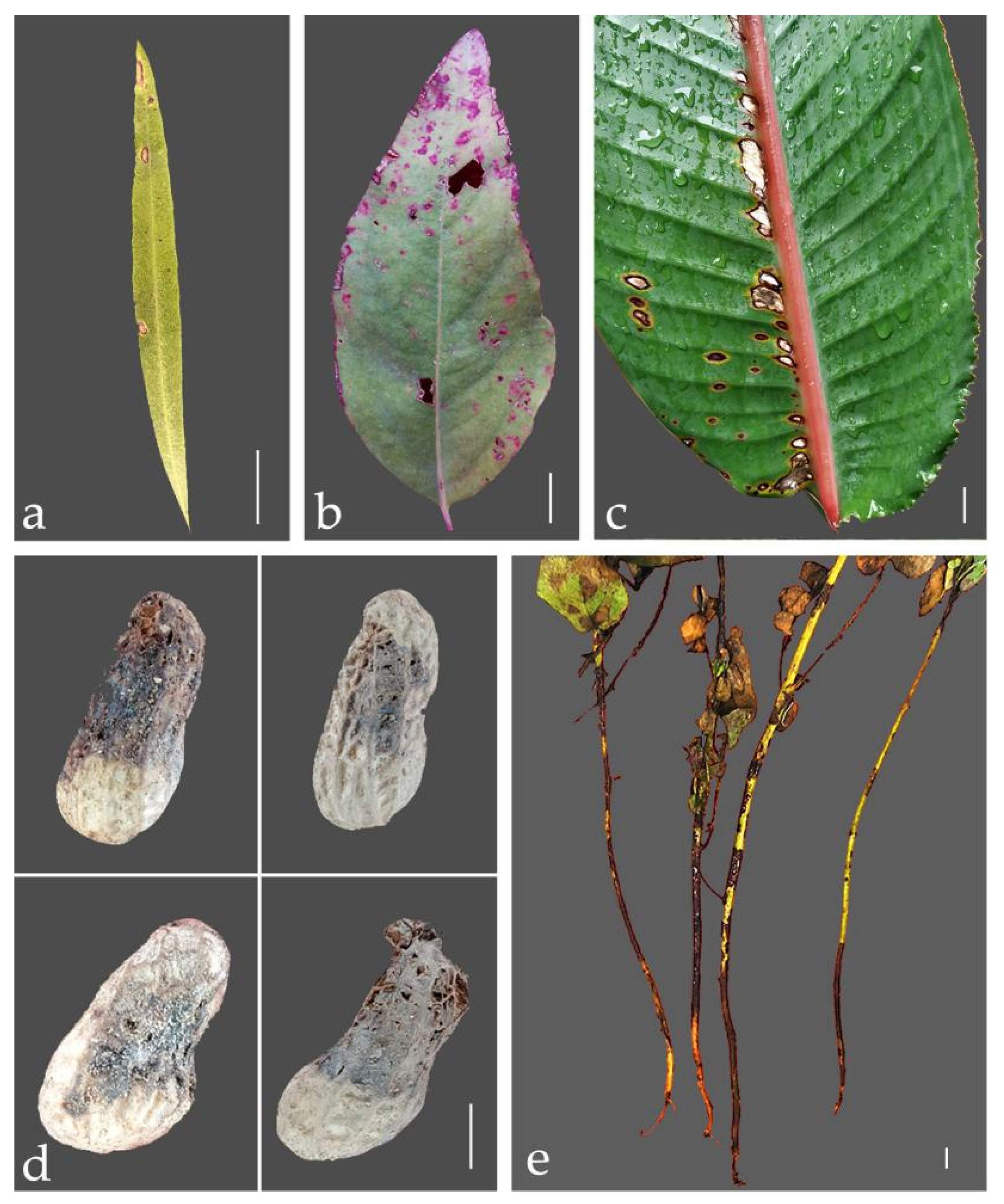 Jof 08 00719 g001 550