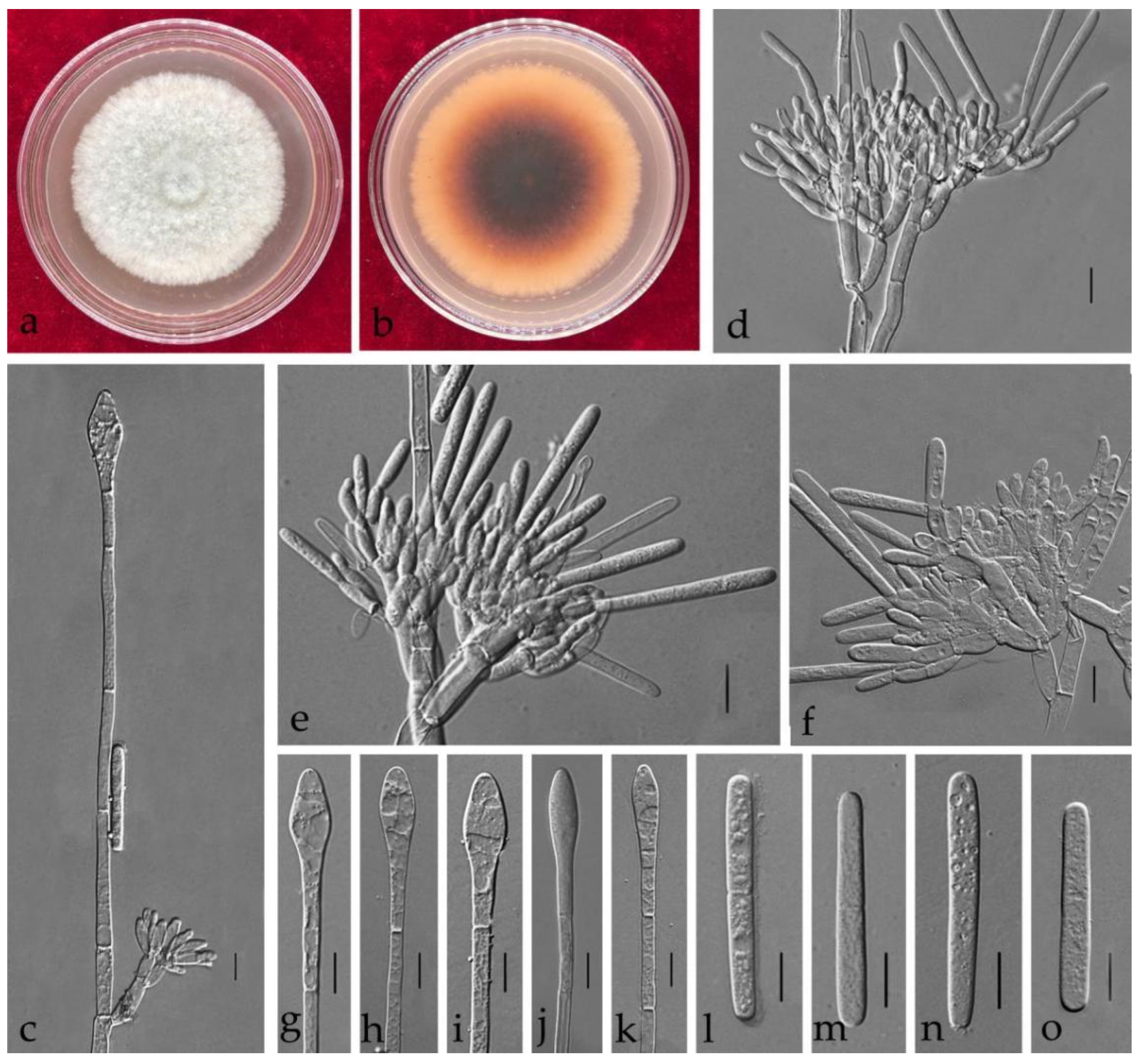 Jof 08 00719 g005 550