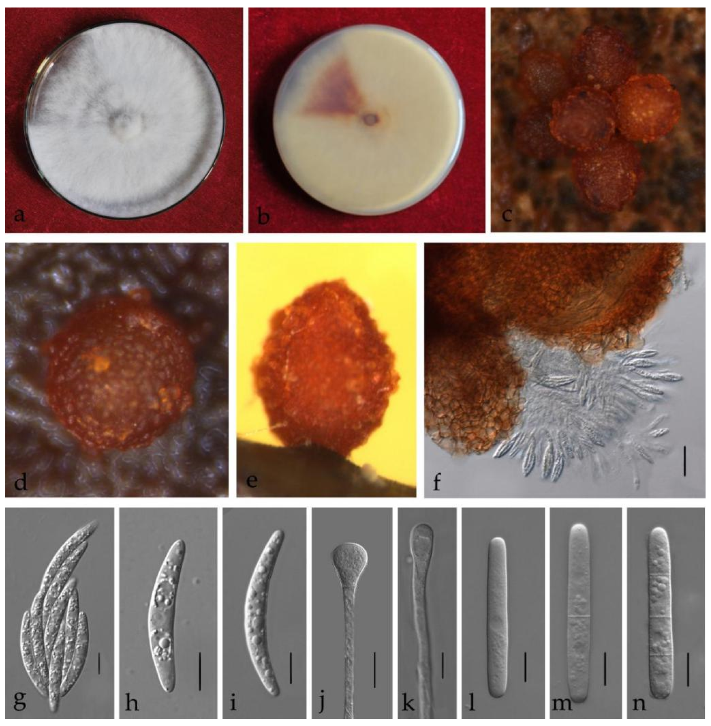 Jof 08 00719 g006 550