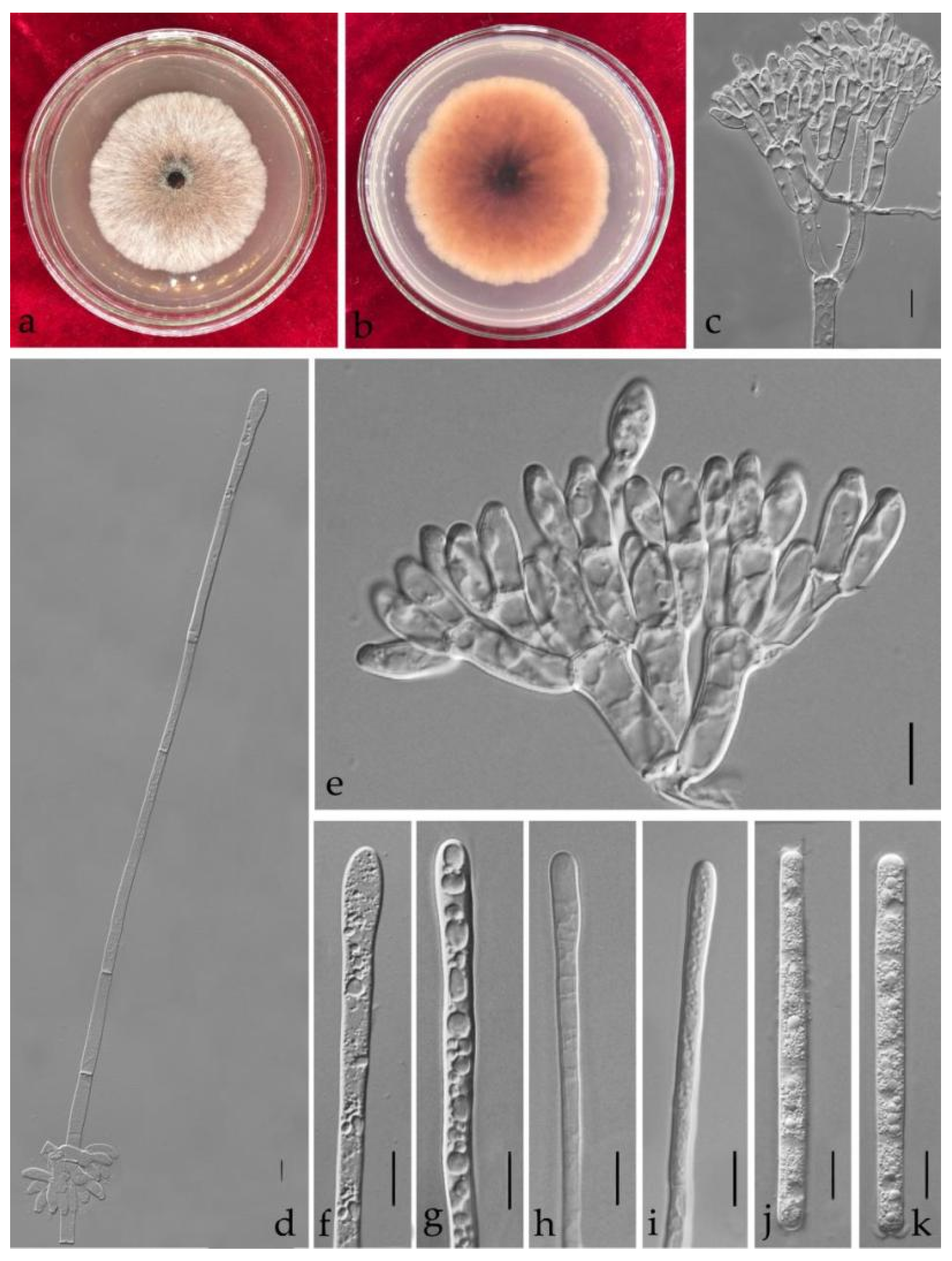 Jof 08 00719 g007 550