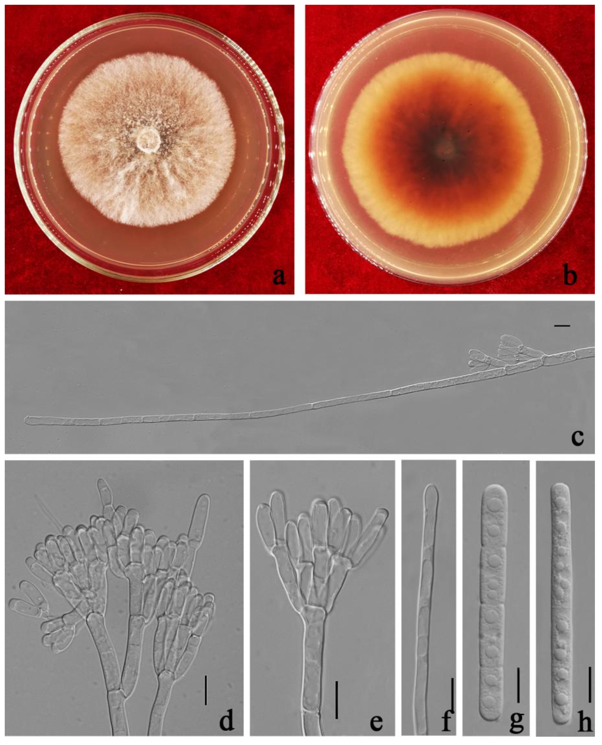 Jof 08 00719 g008 550