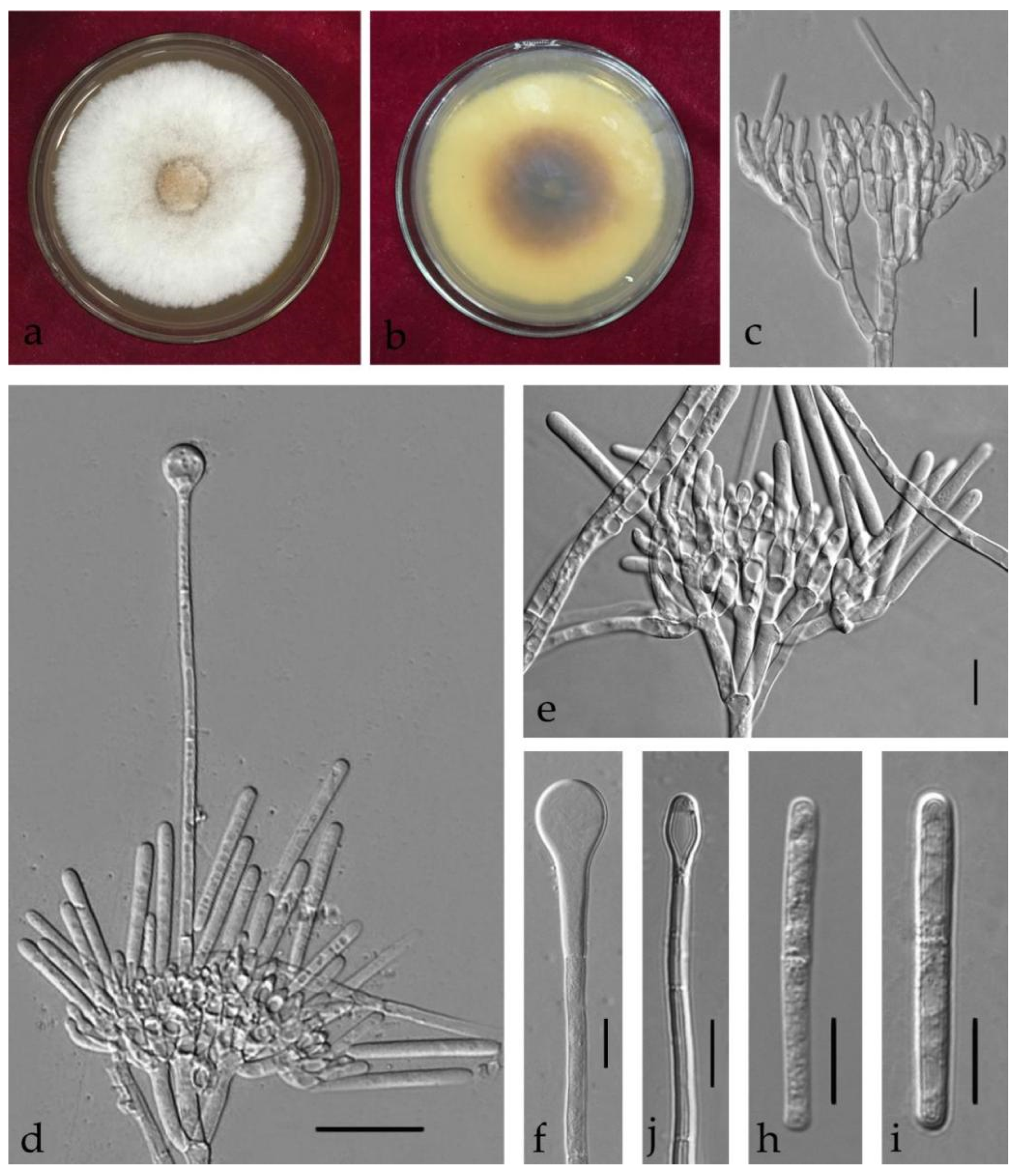 Jof 08 00719 g009 550