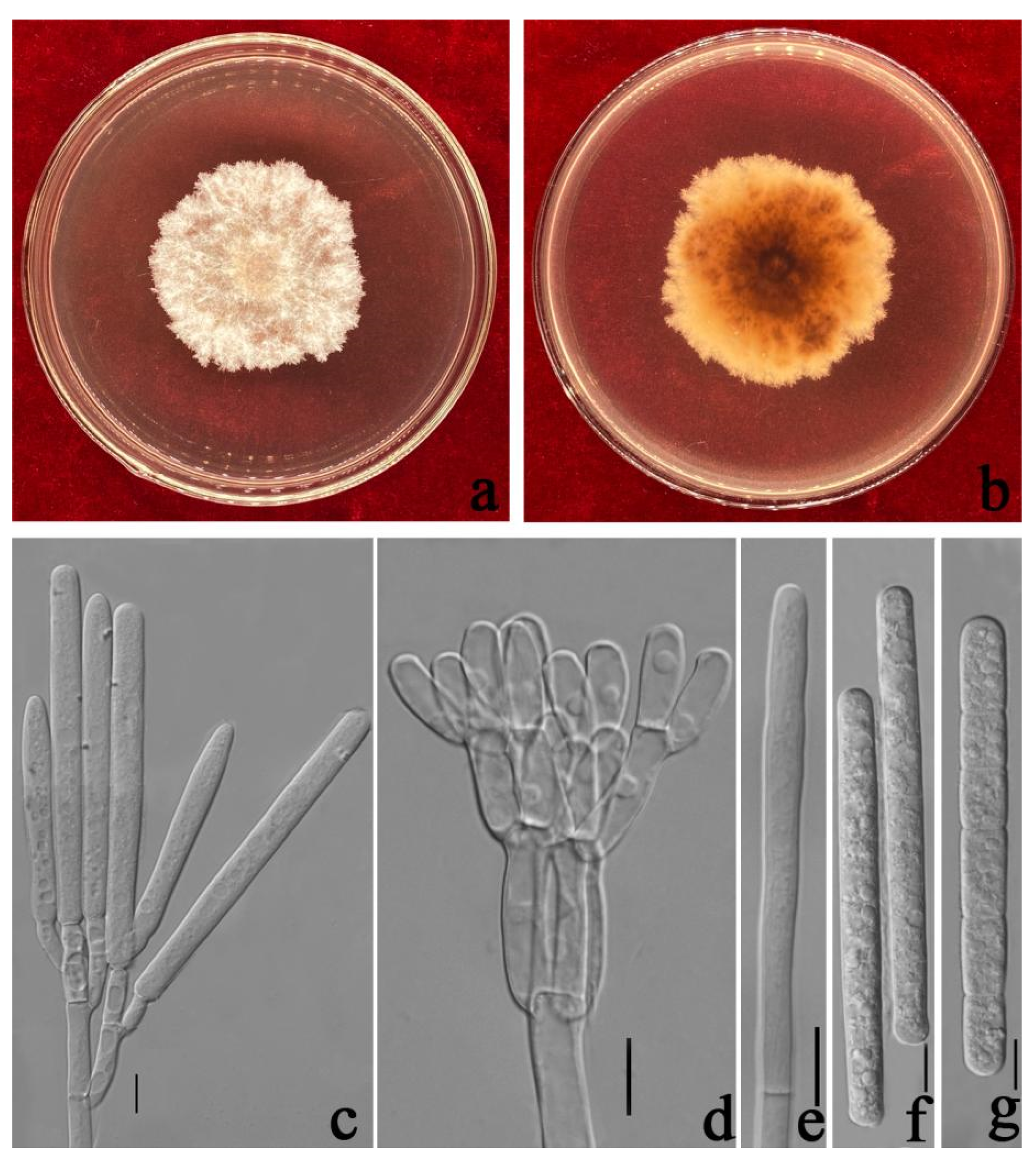 Jof 08 00719 g010 550