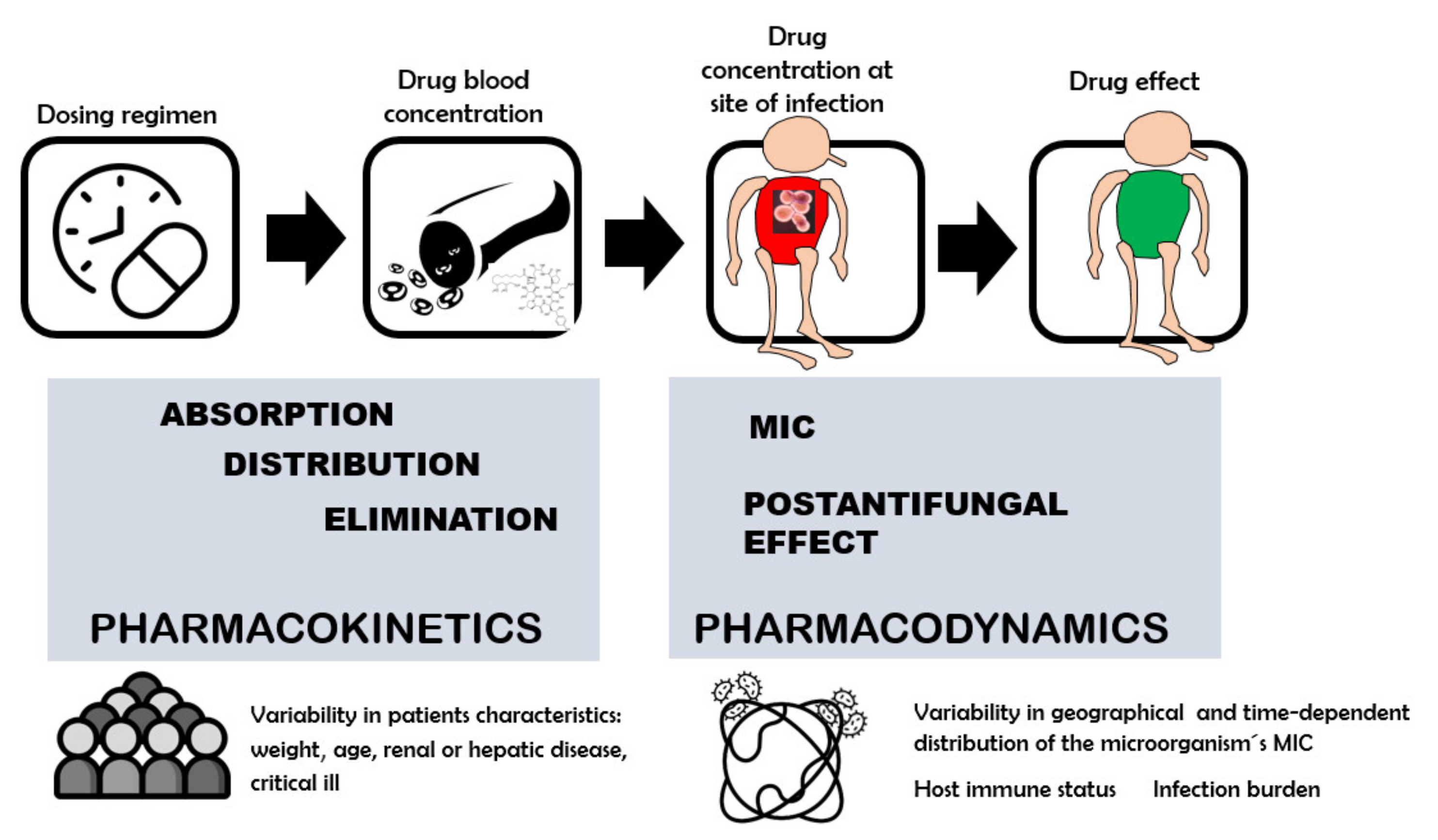 JoF Free FullText Postantifungal Effect of Antifungal Drugs