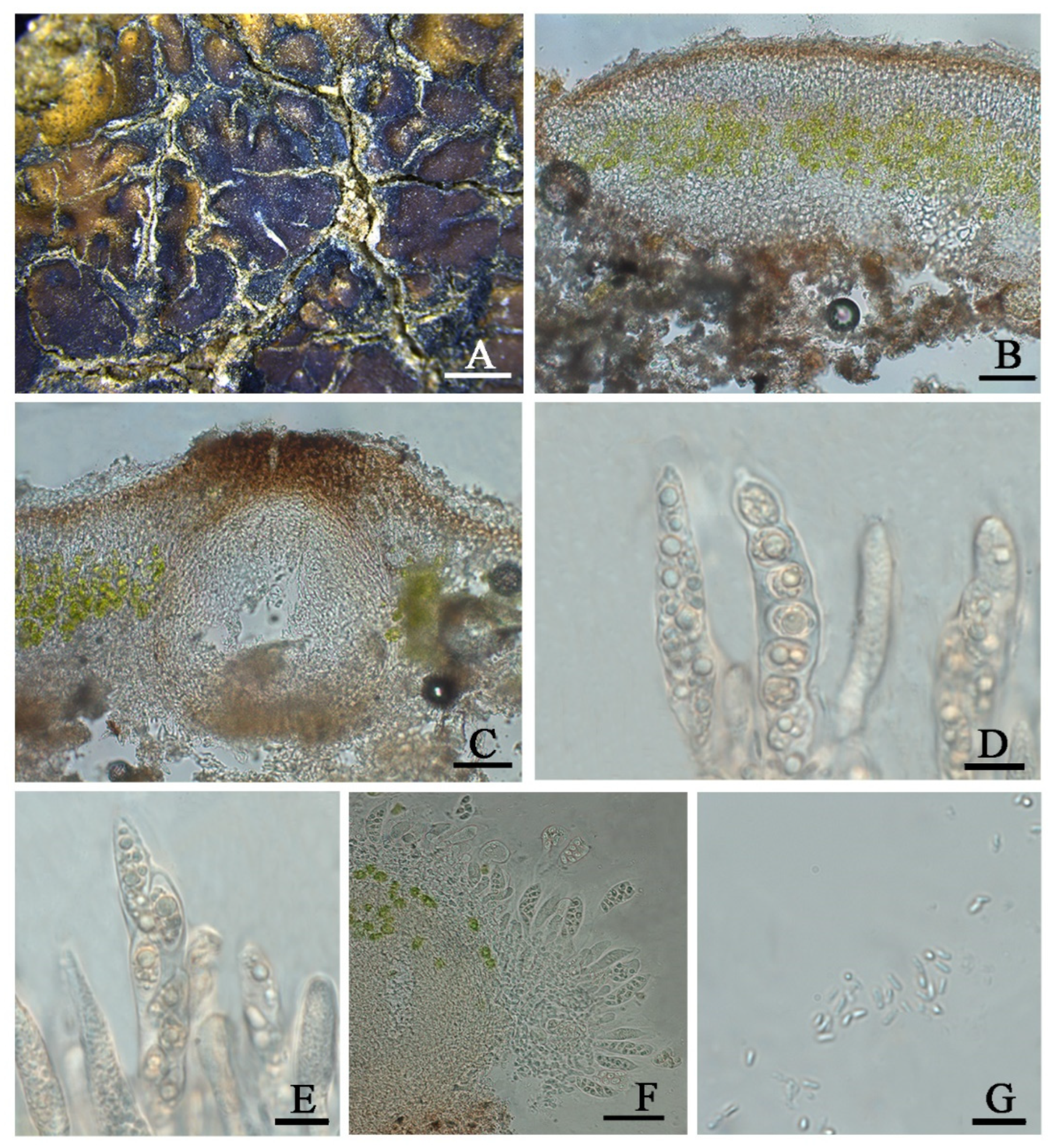 Jof 08 00729 g003 550