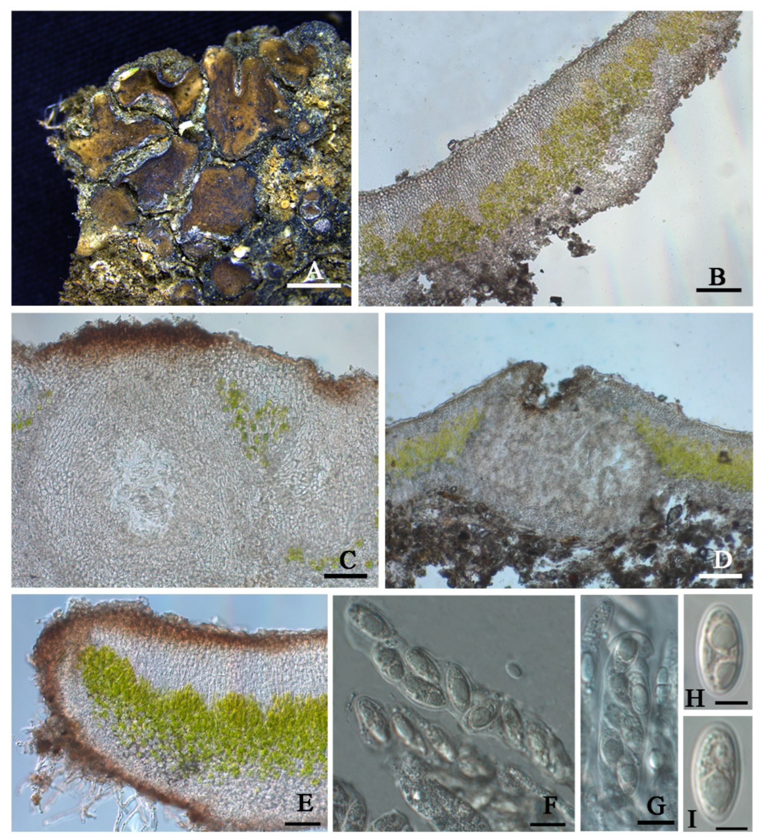 Jof 08 00729 g004 550