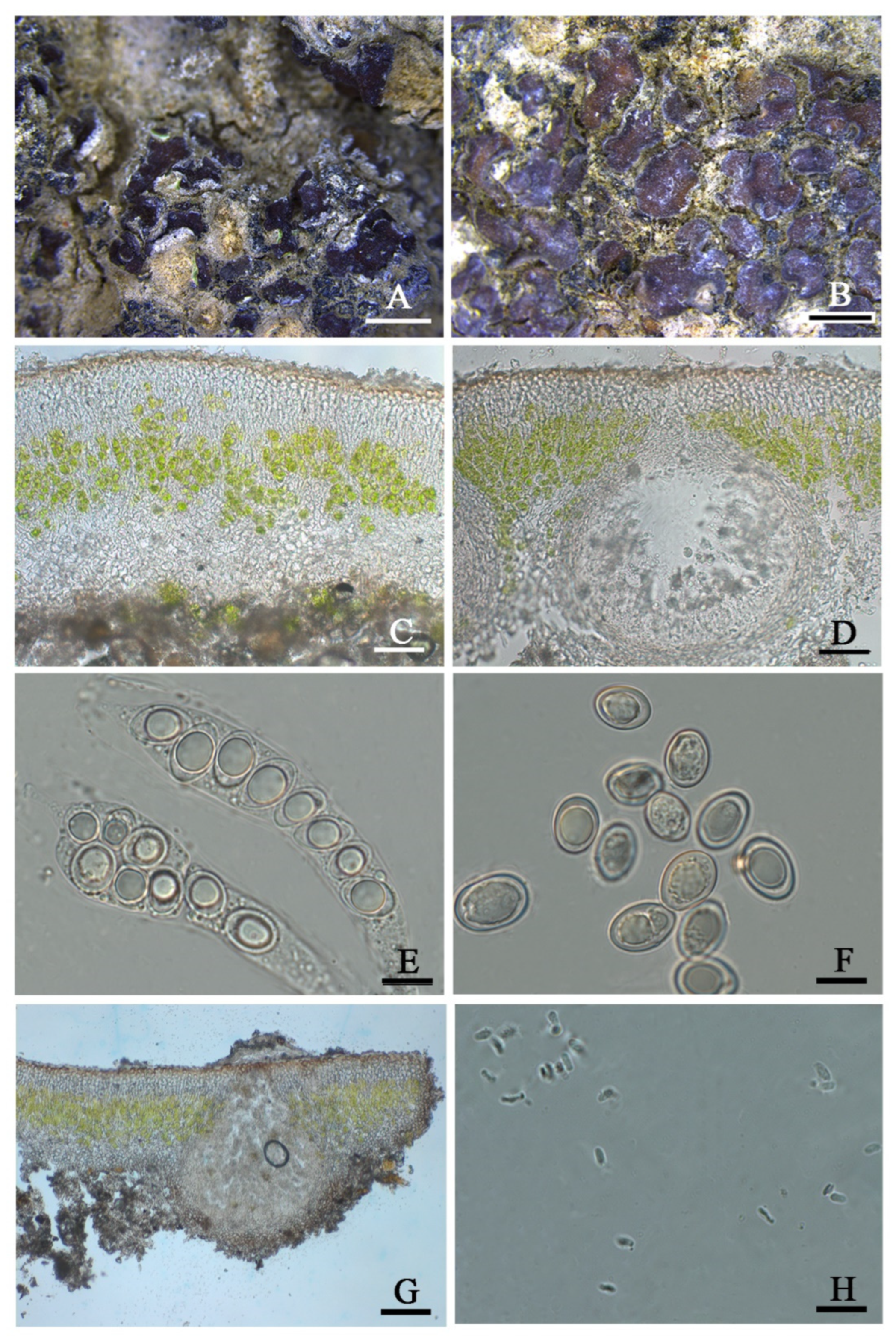 Jof 08 00729 g007 550