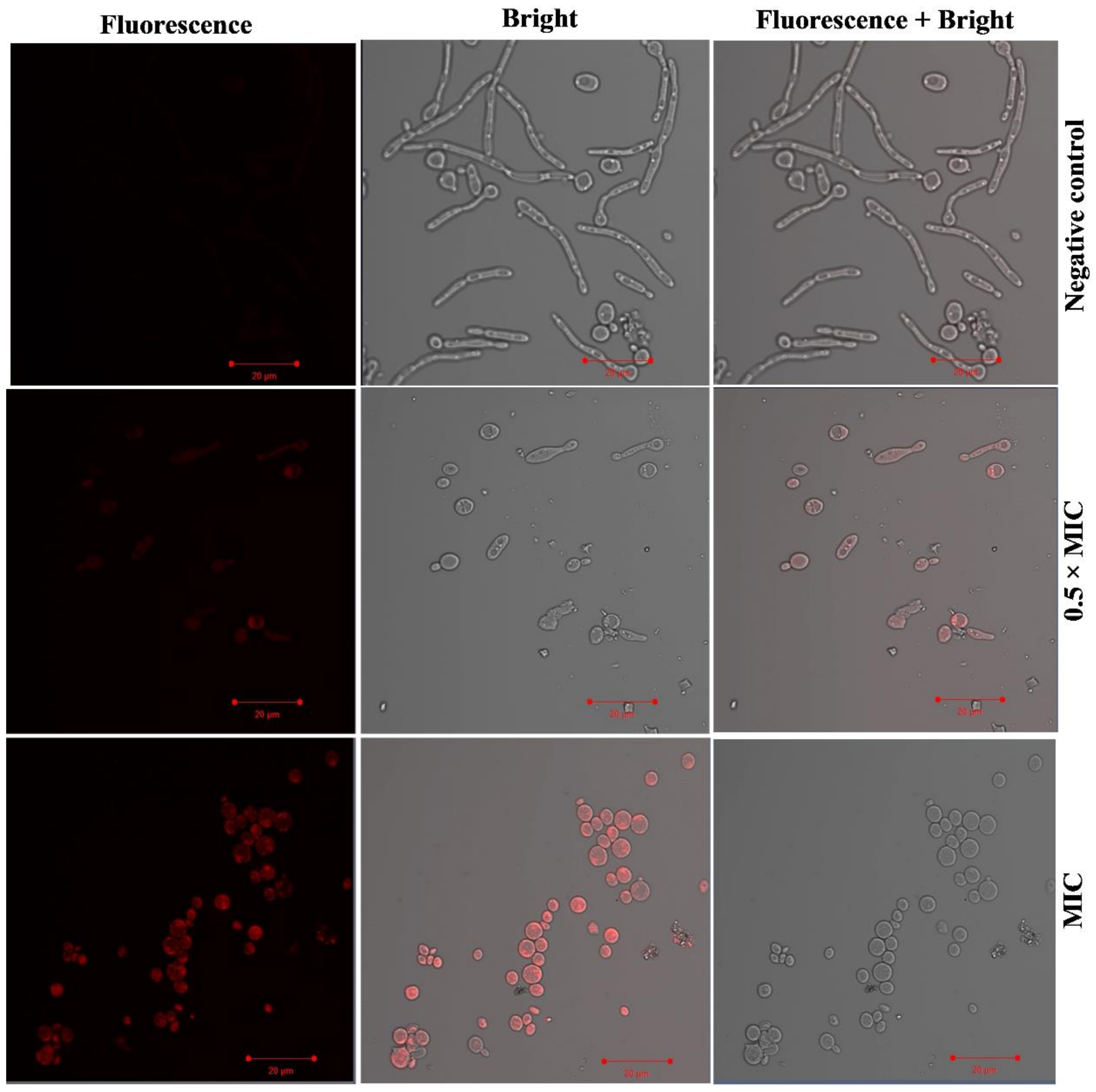 Jof 08 00733 g006 550