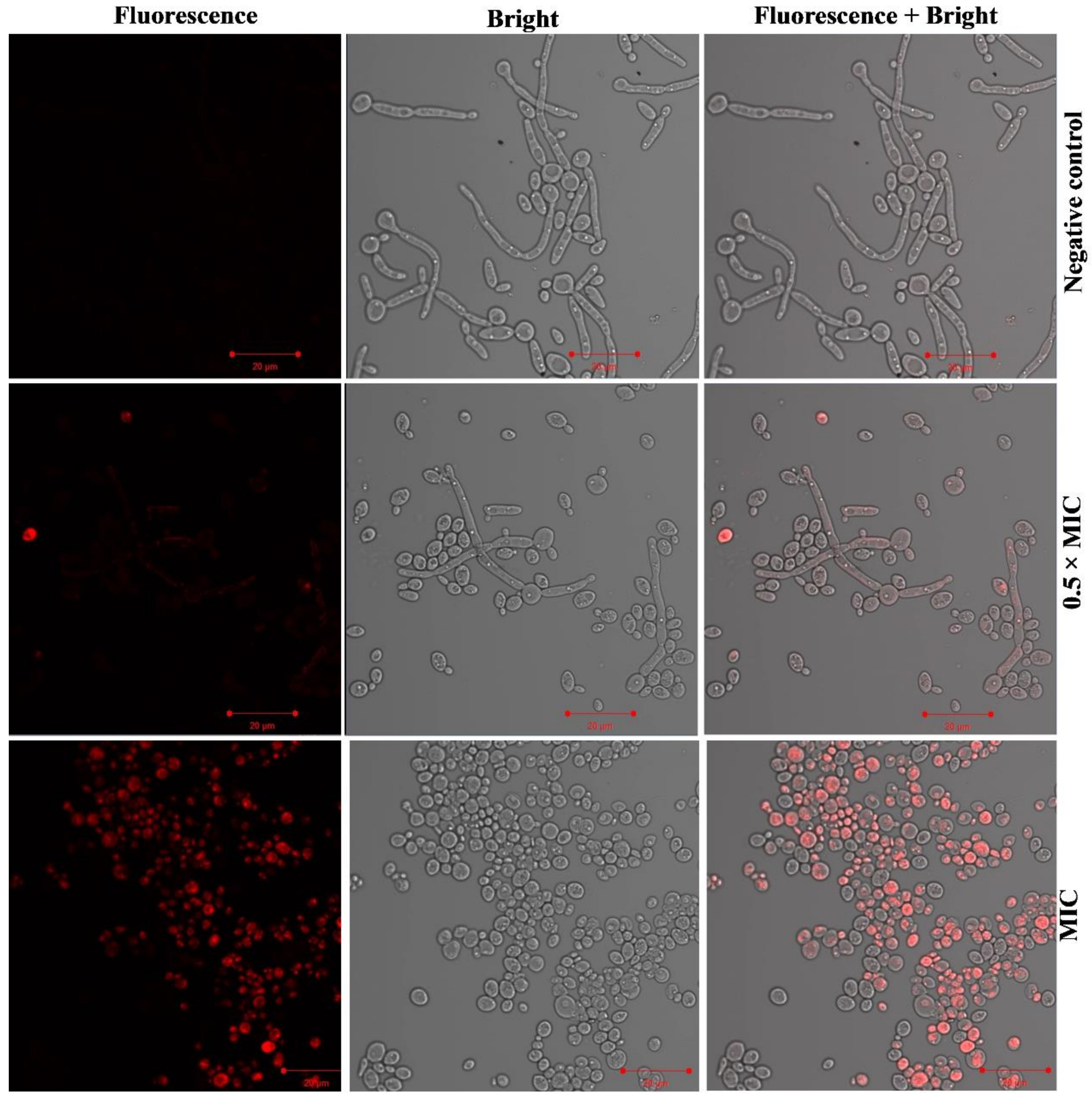 Jof 08 00733 g007 550