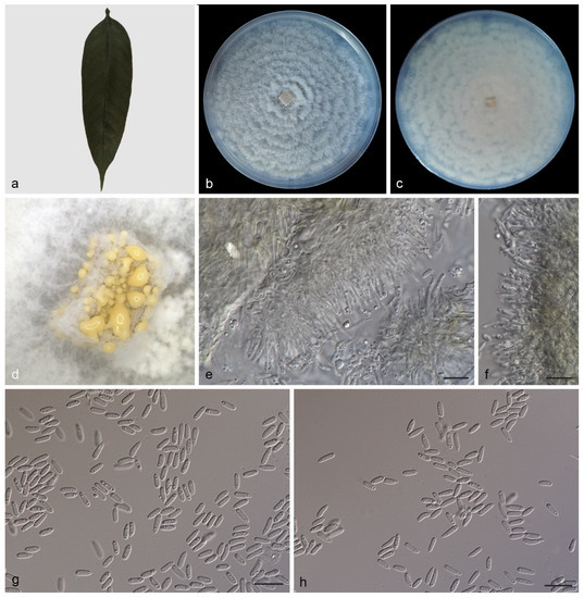 Morphological and Phylogenetic Analyses Reveal Four New