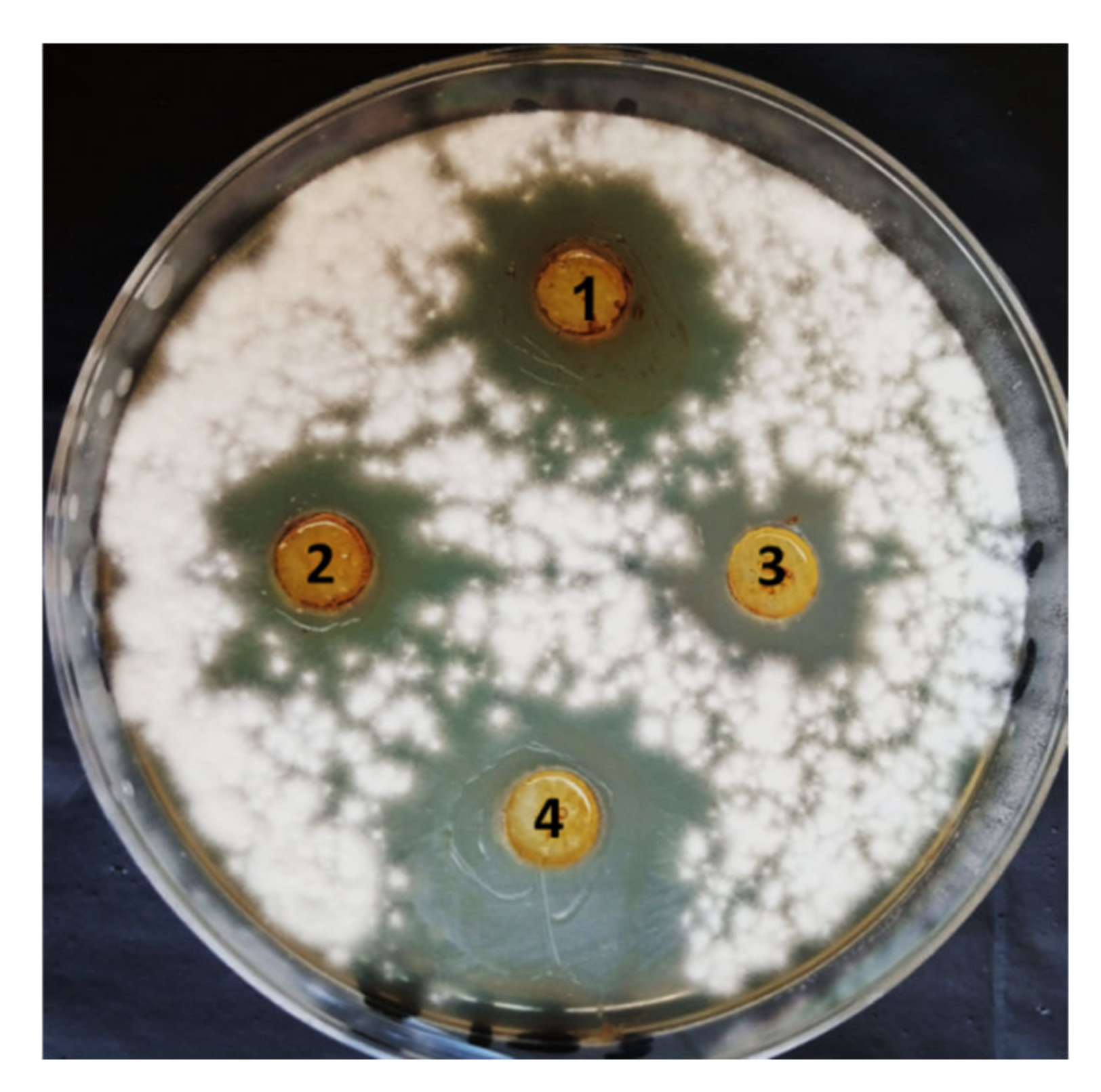 Jof 08 00775 g002 550