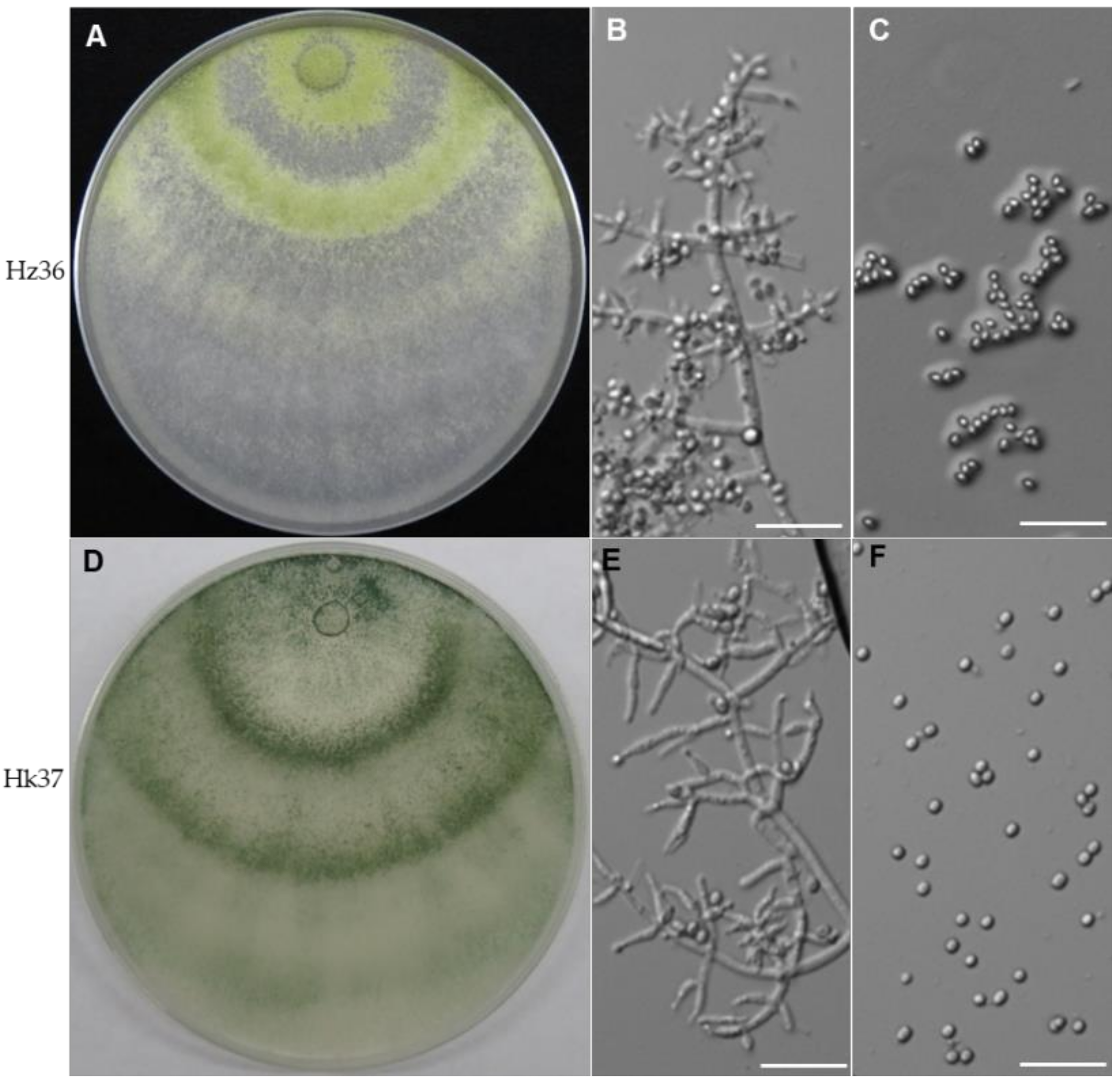 Application of Trichoderma Hz36 and Hk37 as Biocontrol
