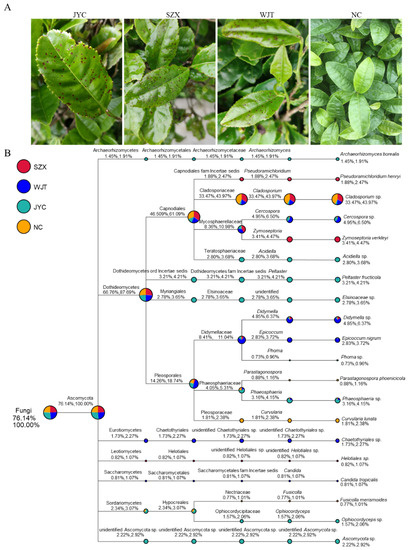 Amplicon Sequencing Reveals Novel Fungal Species Responsible