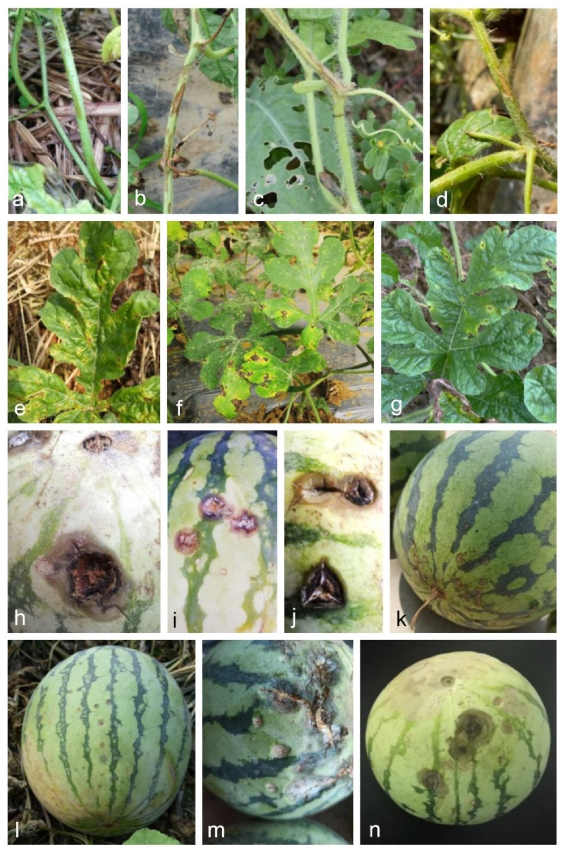 JoF | Free Full-Text | Colletotrichum Species Associated with Anthracnose  Disease of Watermelon (Citrullus lanatus) in China