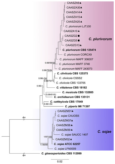 Jof Free Full Text Colletotrichum Species Associated With Anthracnose Disease Of Watermelon Citrullus Lanatus In China Html