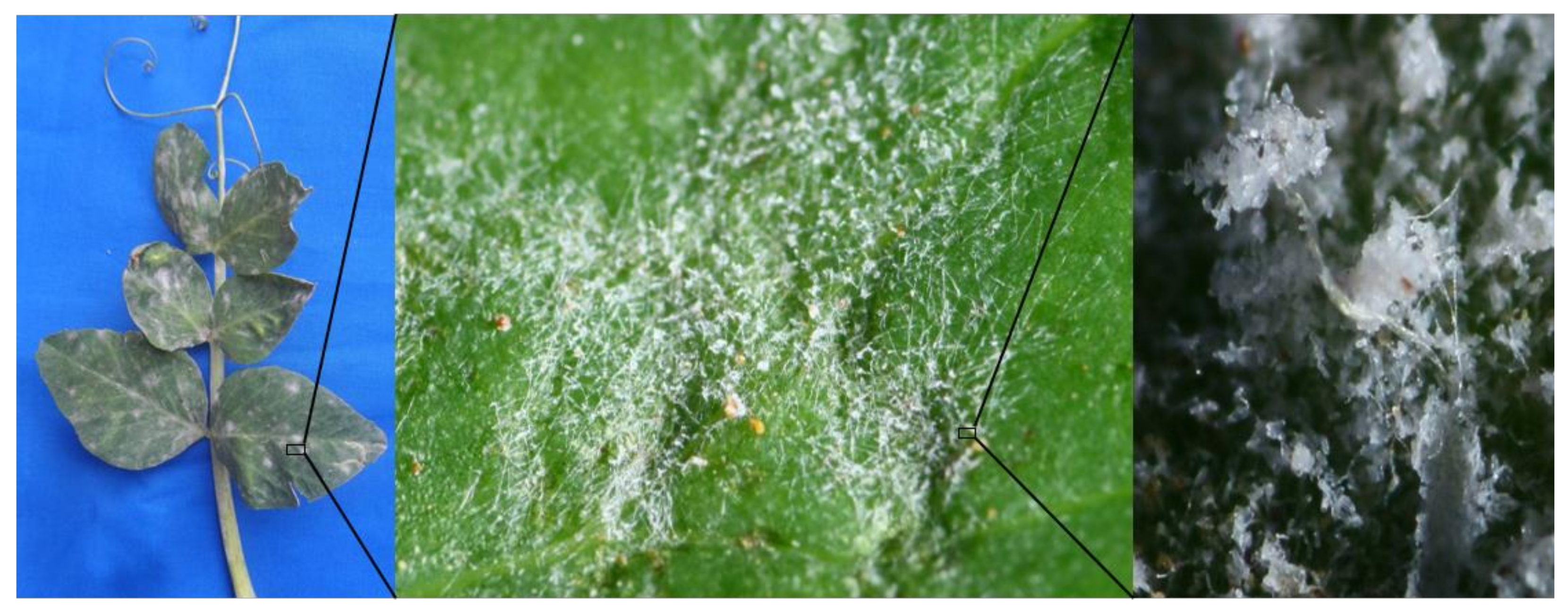 Jof 08 00798 g001 Jof 08 00798 g001