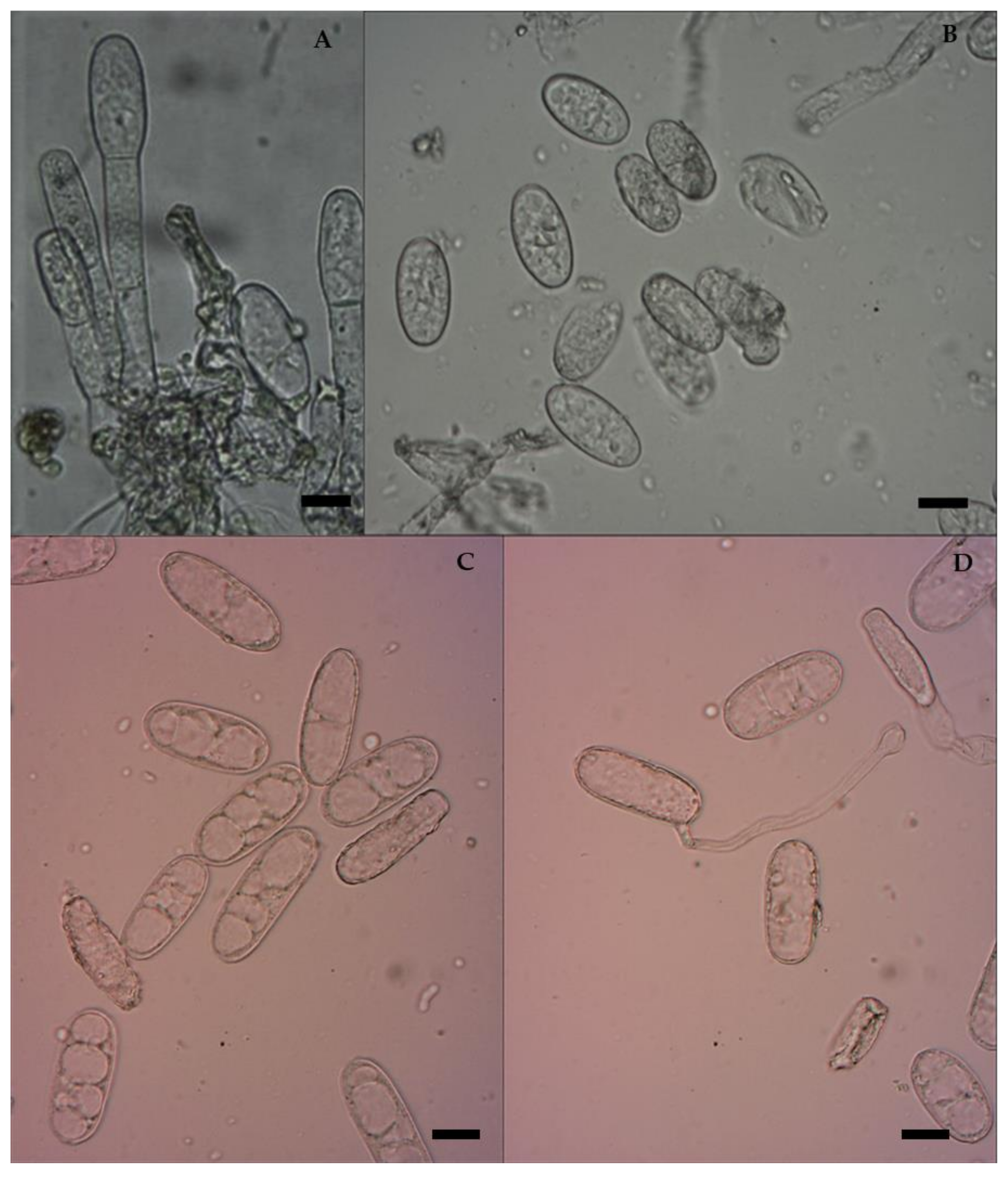 Jof 08 00798 g002 Jof 08 00798 g002