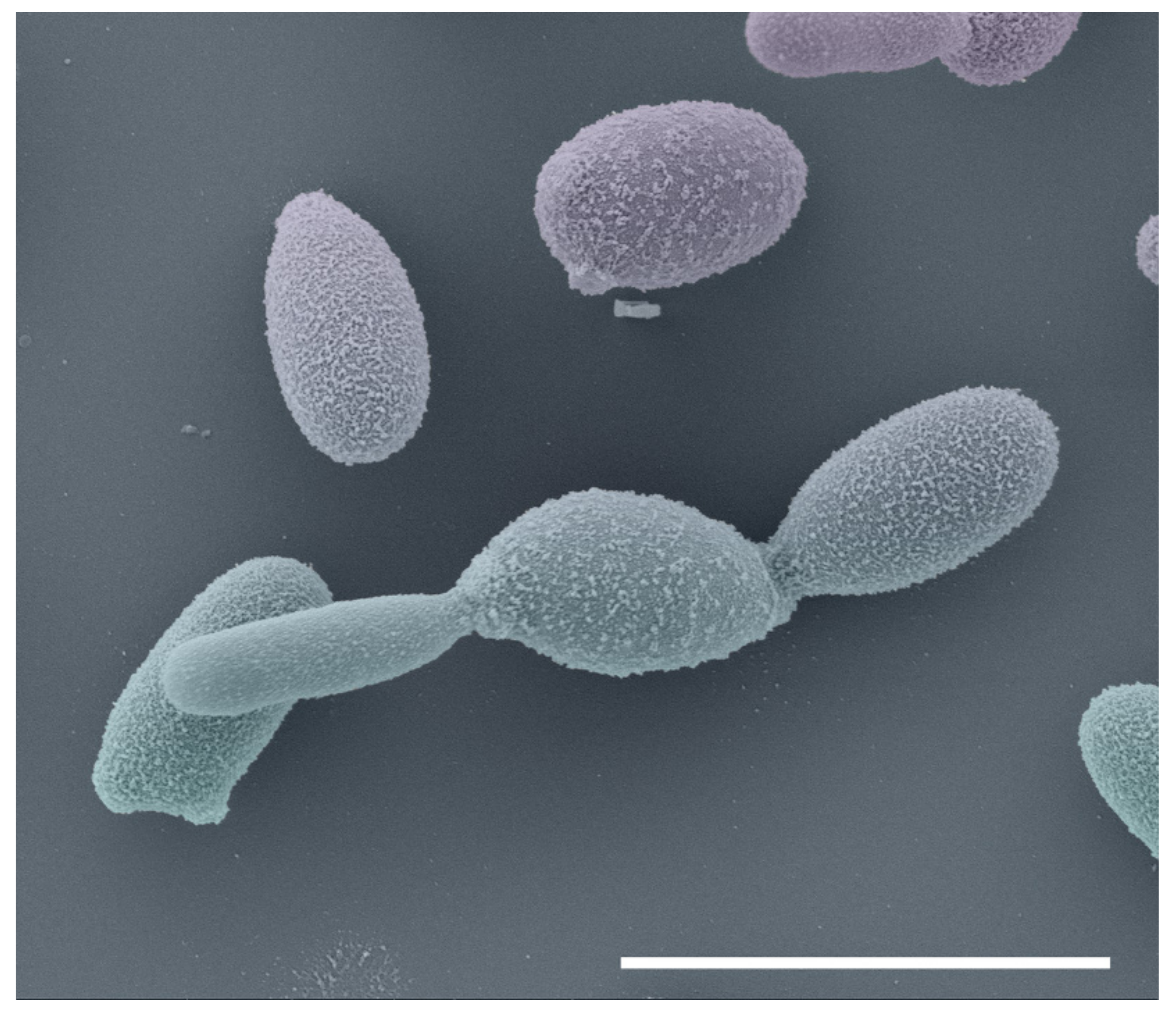 Jof 08 00809 g005 Jof 08 00809 g005