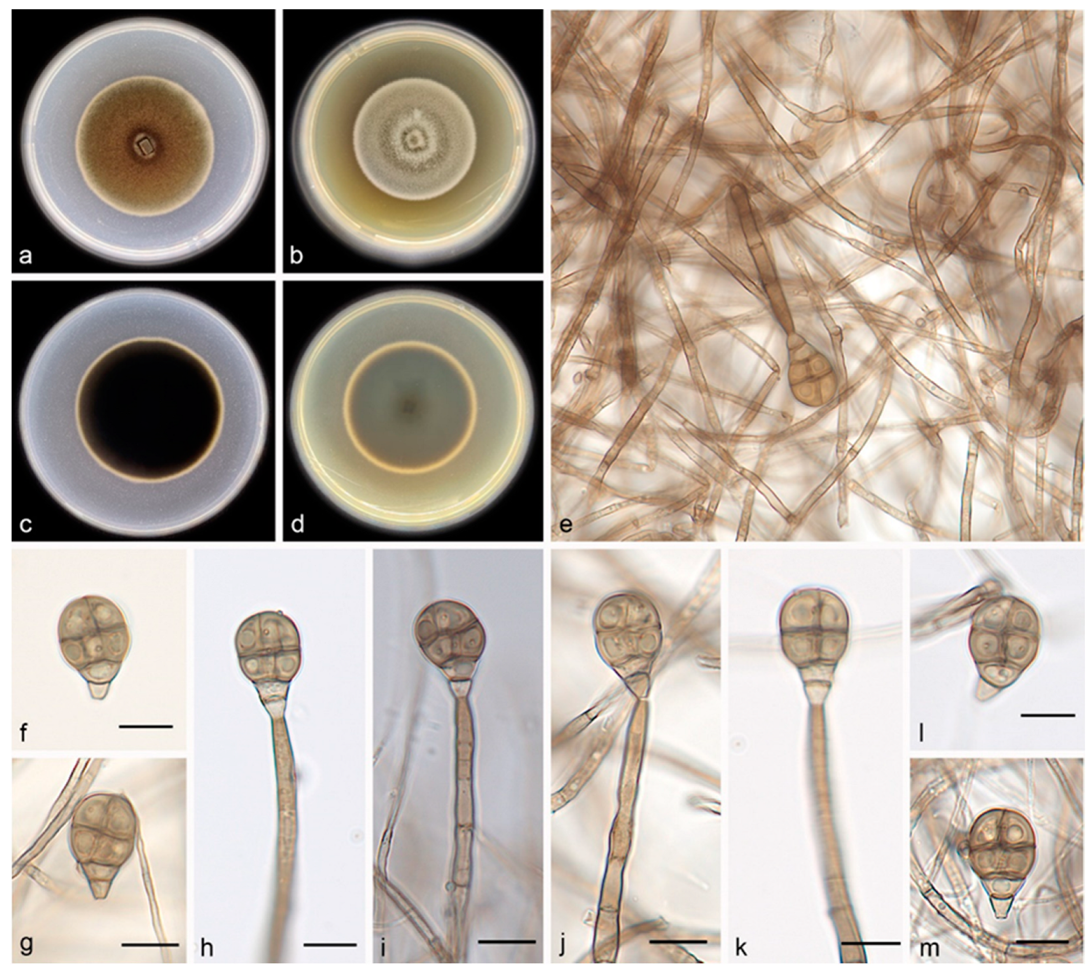 Jof 08 00853 g004 550